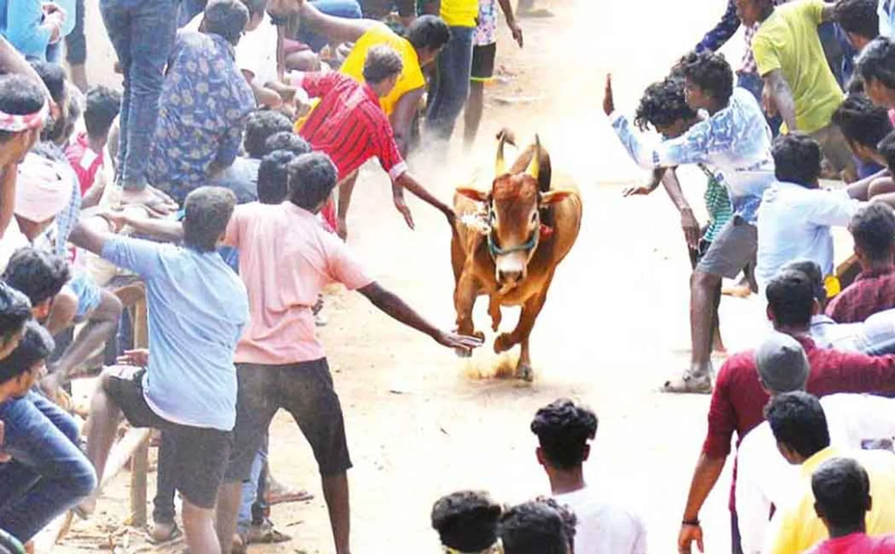 Case seeking permission for bullfighting in Thekkupattu village! - Tamil Nadu government ordered to respond!