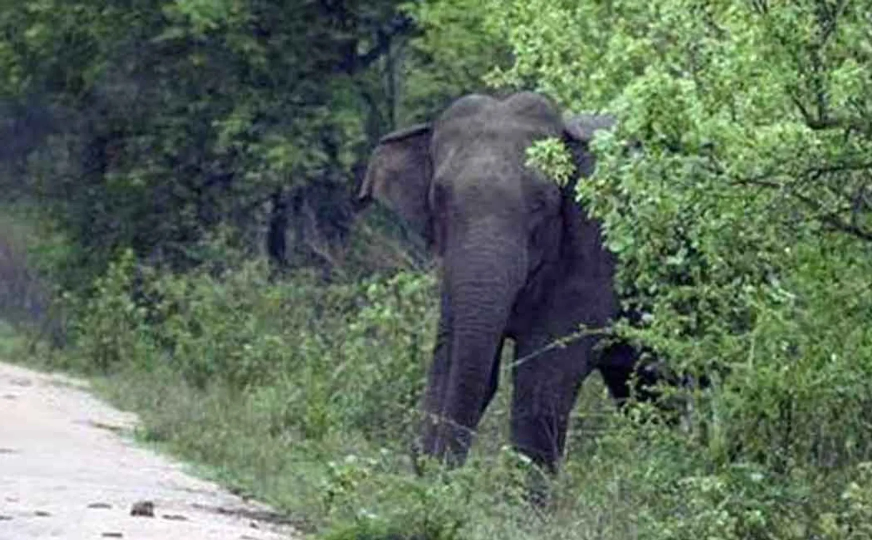 The elephant that trampled to death while going to the temple ...