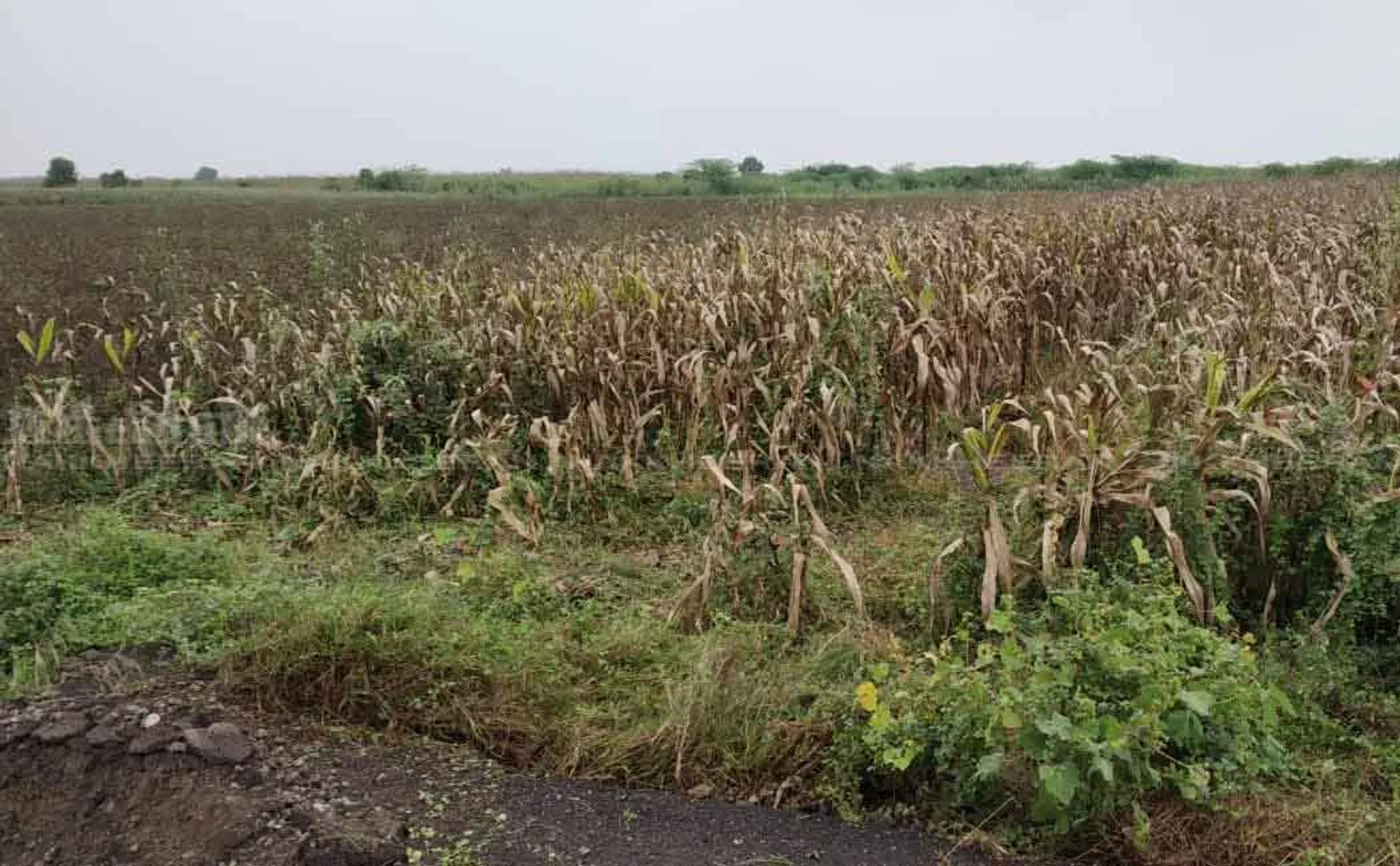 HEAVY RAINS TAMILNADU AGRICULTURAL LANDS CM FUND ANNOUNCED 