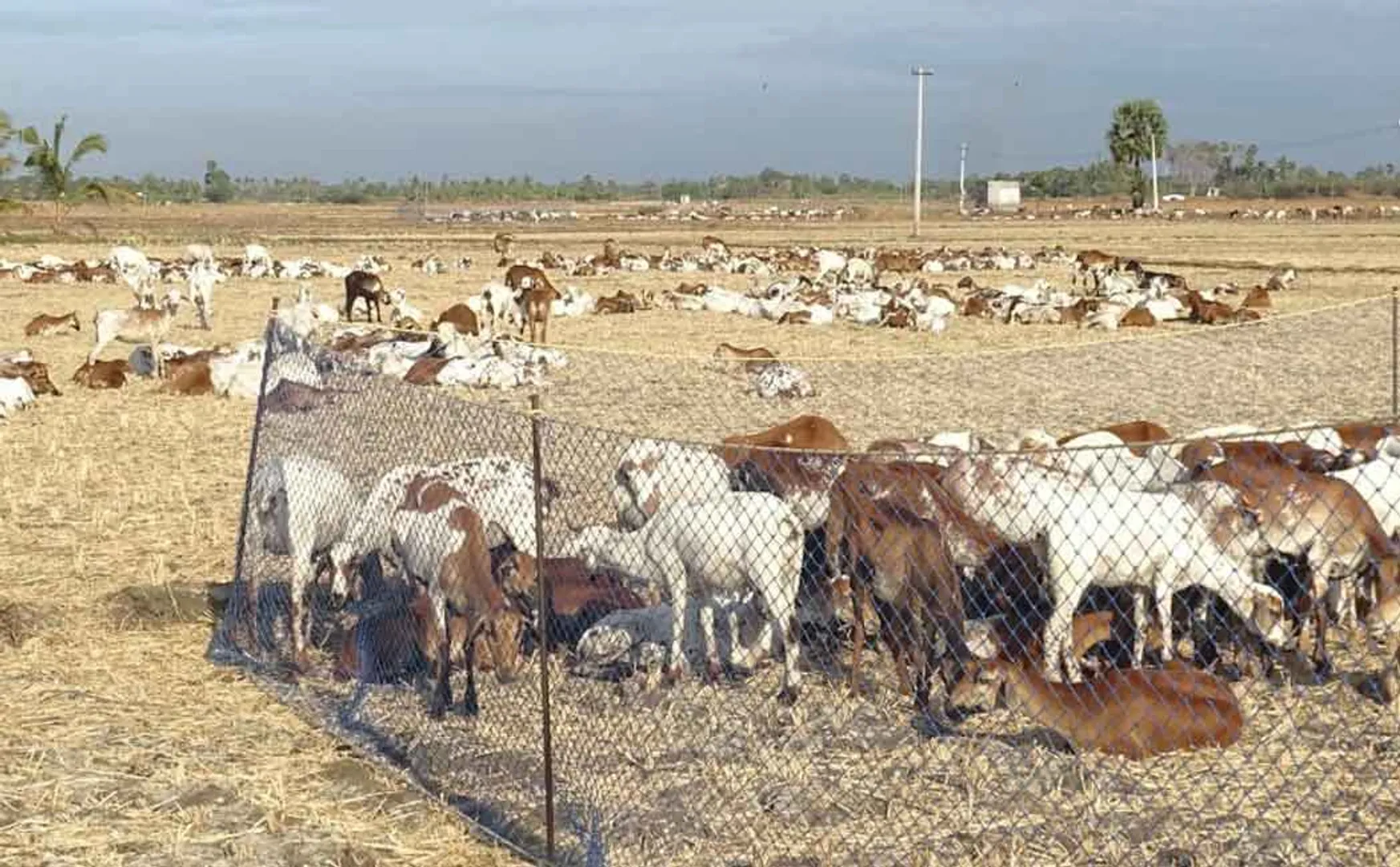 Indigestion problem for sheep near tuticorin