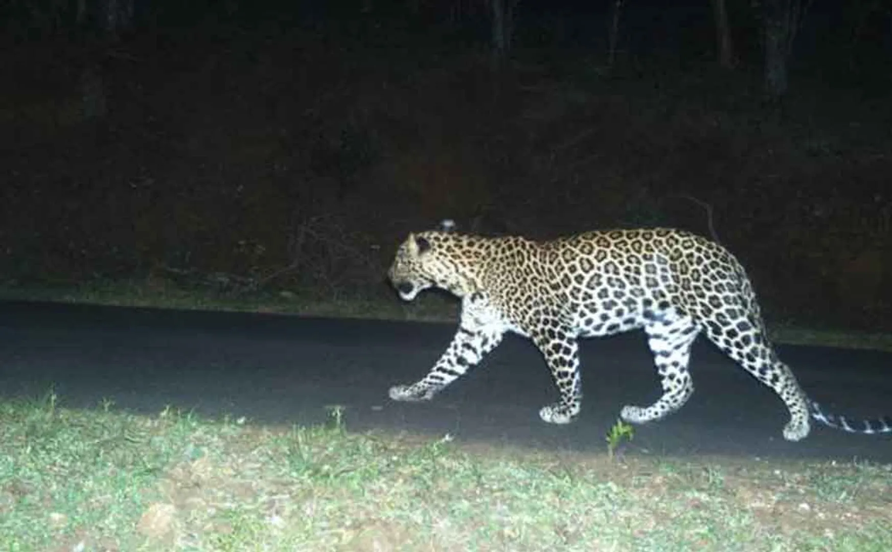 cheetah in sathiyamangalam forest area 
