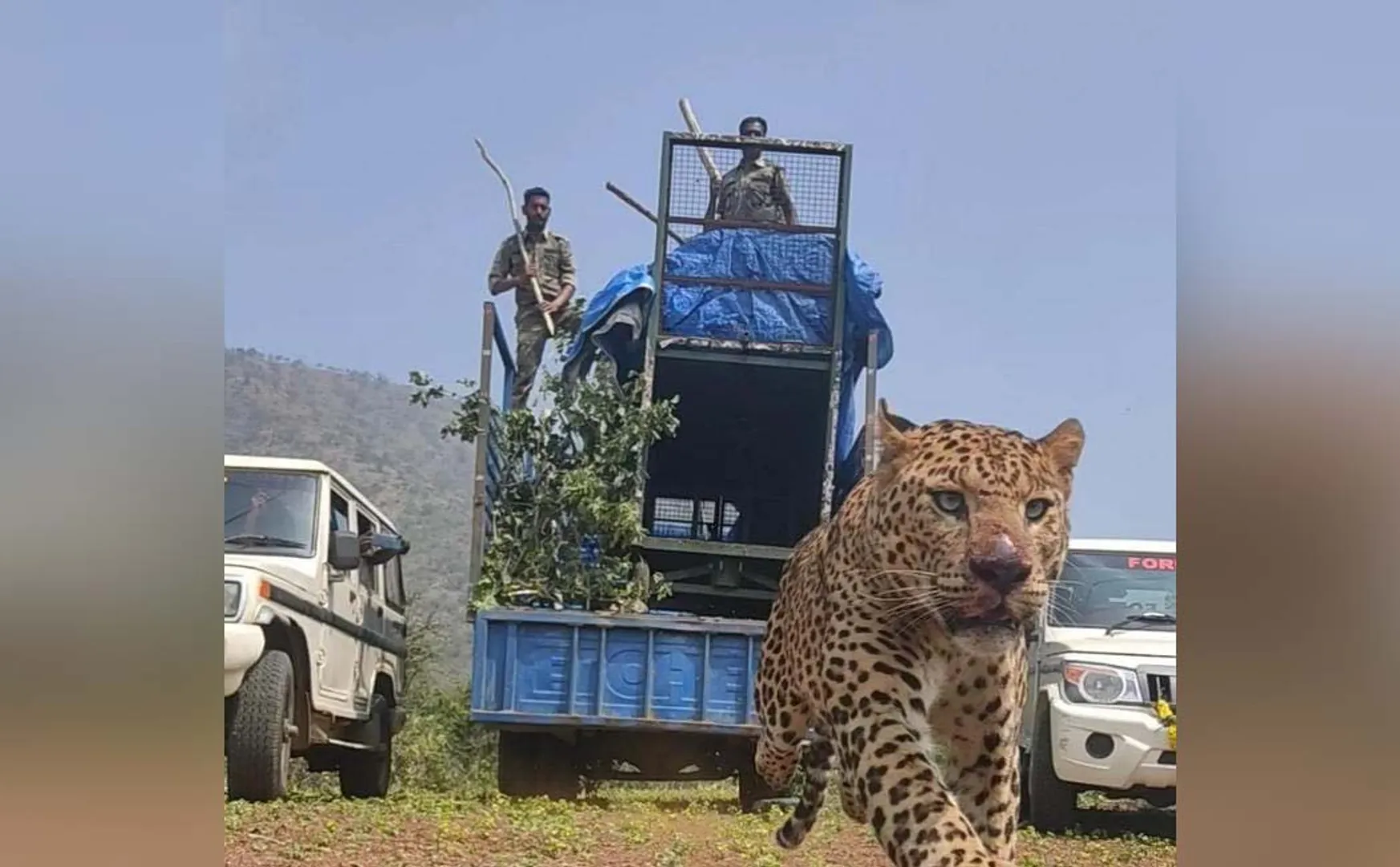  The leopard that jumped out of the cage when he saw the forest!