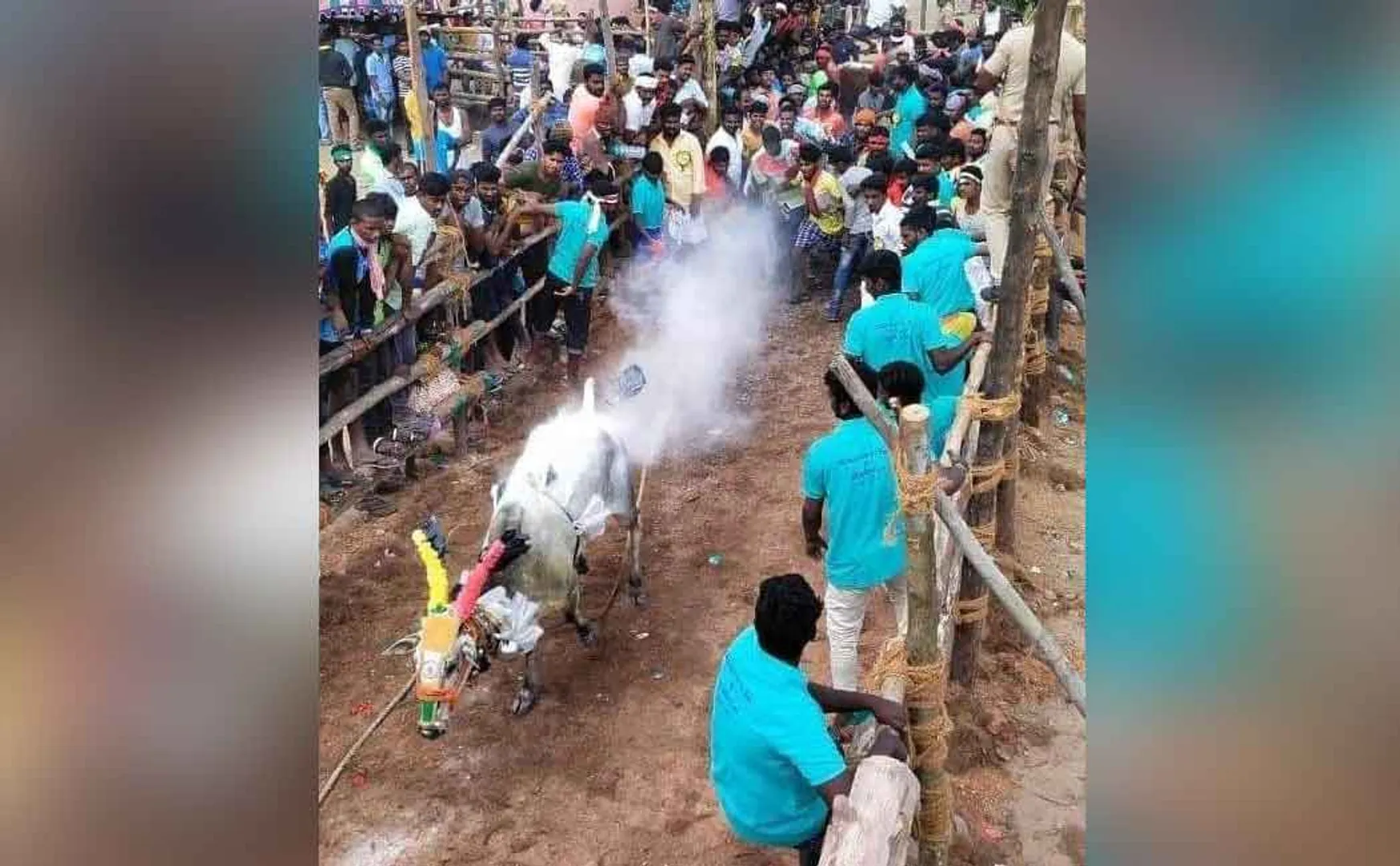 The bullfighting festival held in Tirupathur ... Tamil Nadu bulls that won the Andhra bulls !!