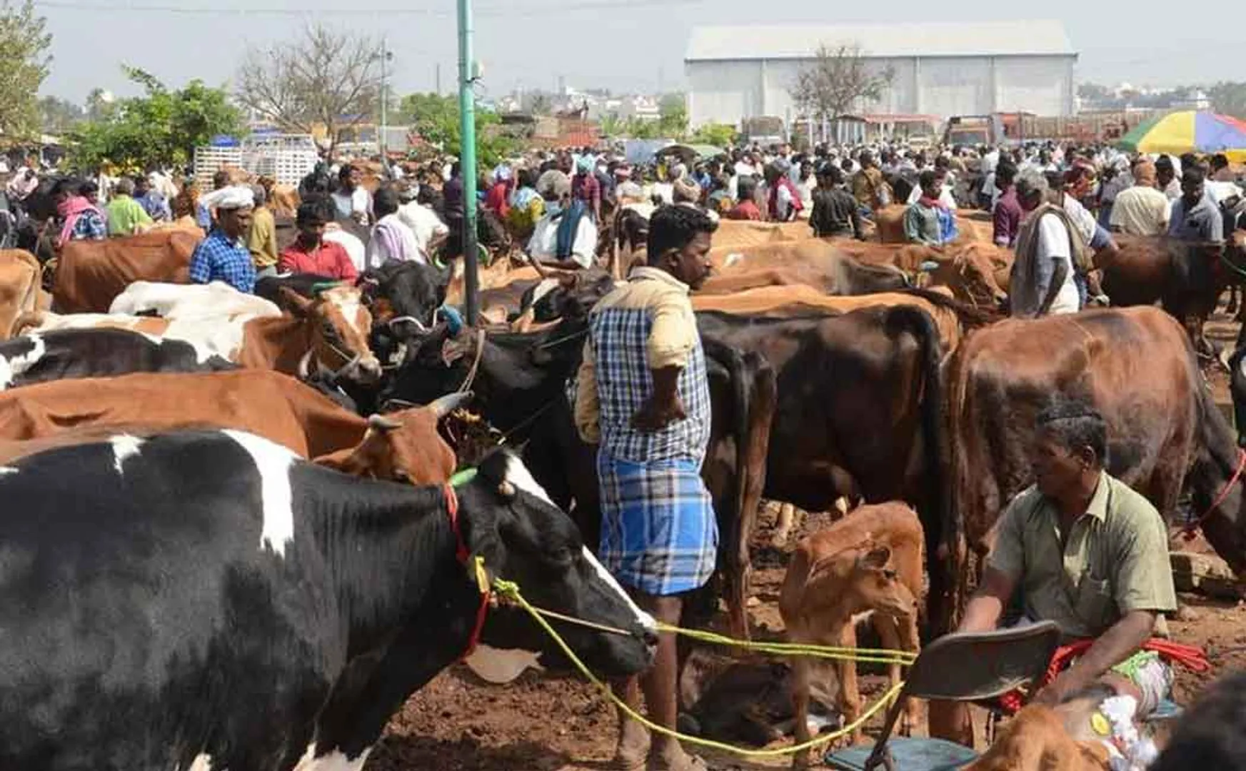The weed cattle business became dull ...