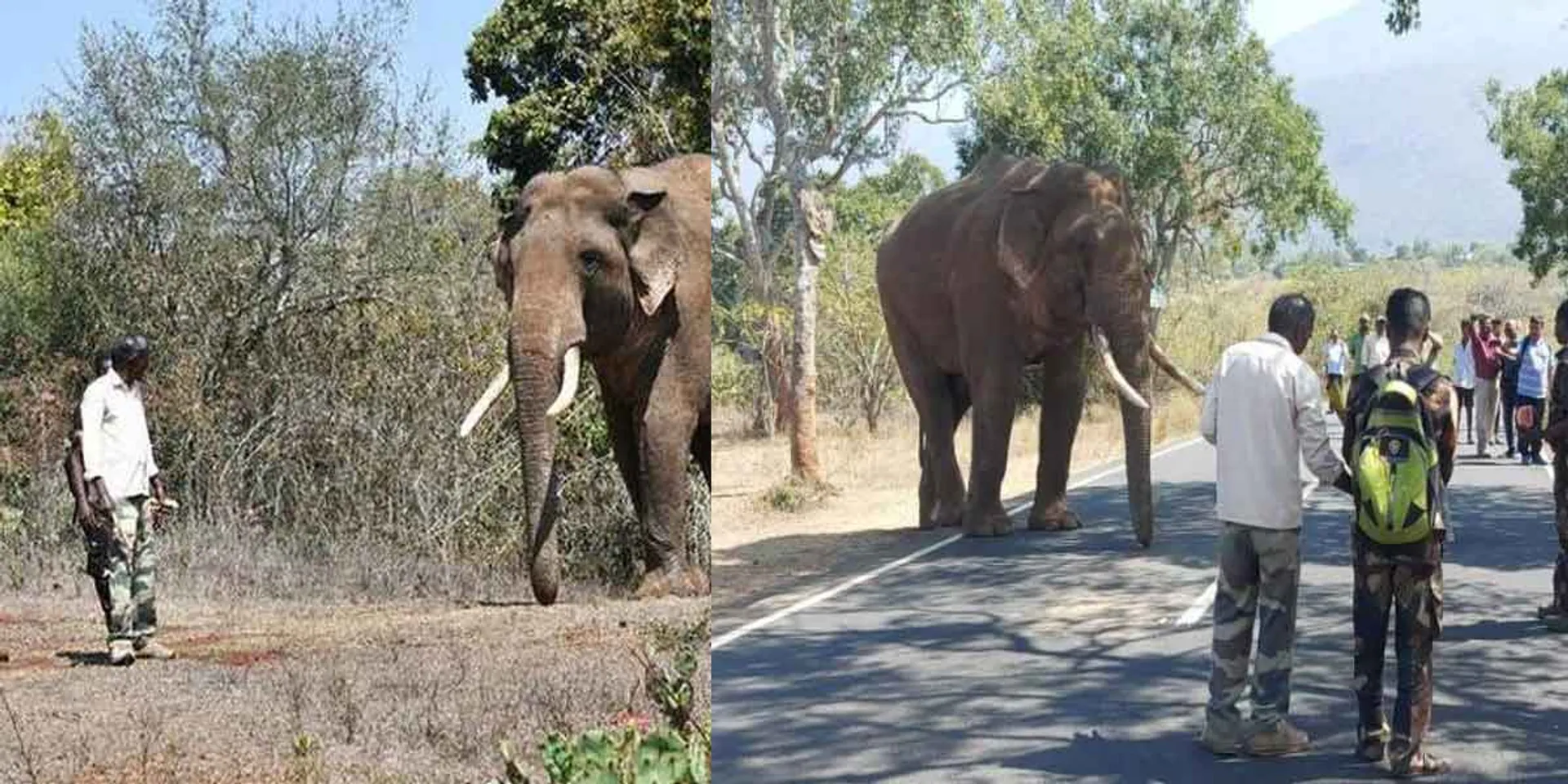  'Rivaldo' elephant in masinakudi 