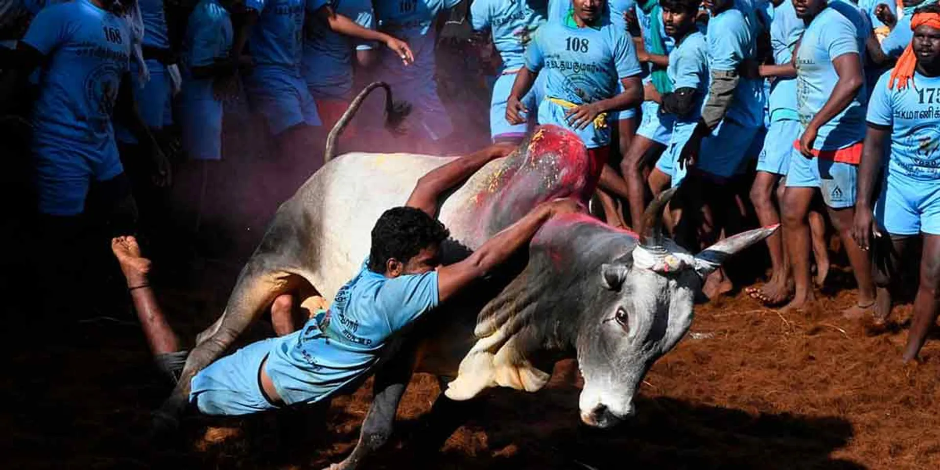  'Jallikattu' started at Pudukottai Ponnamaravathi