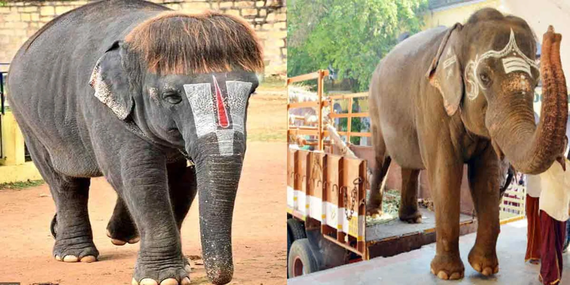 Temple elephants leave for welfare camp!