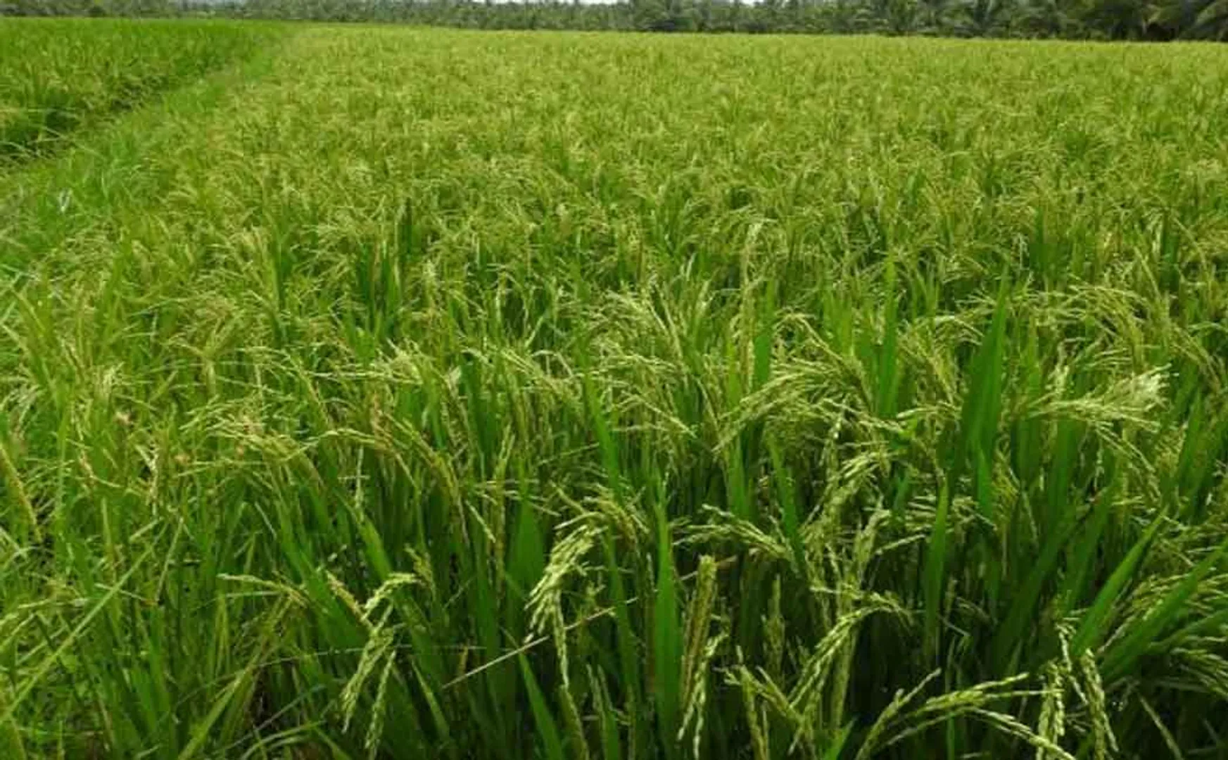 farmers crop loans tamilnadu government 