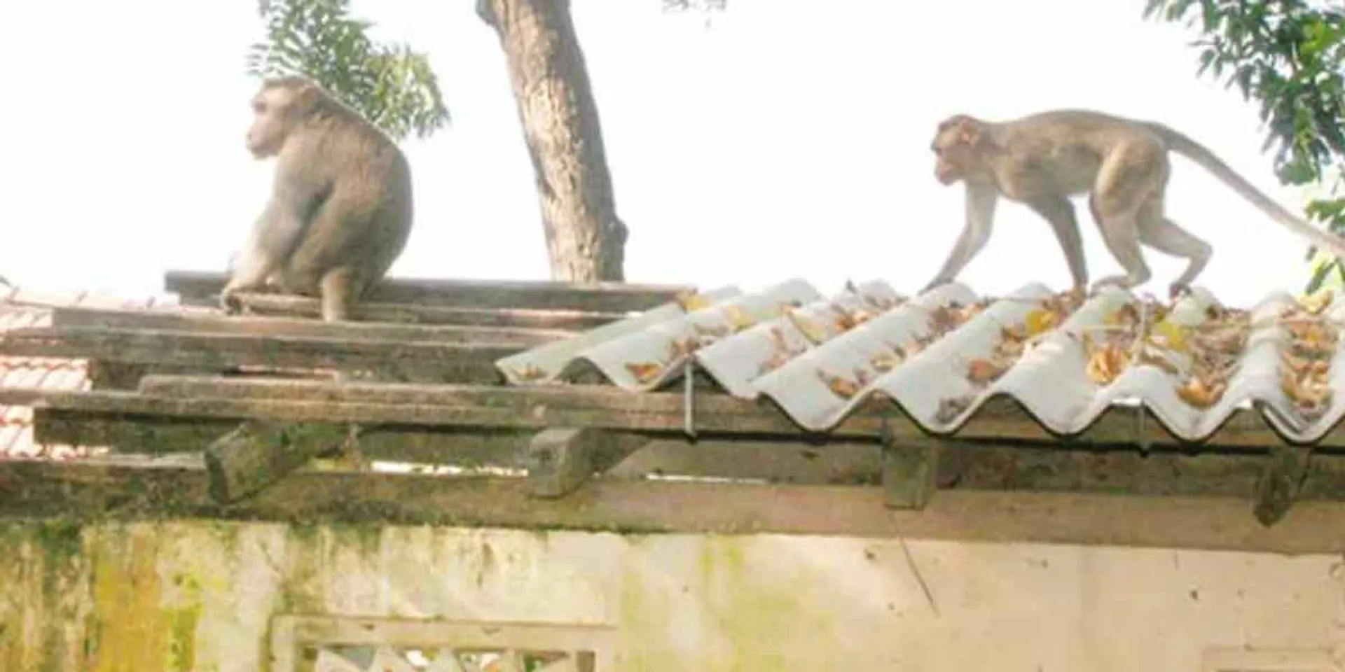  The monkey that lifted the  baby in thanjai 