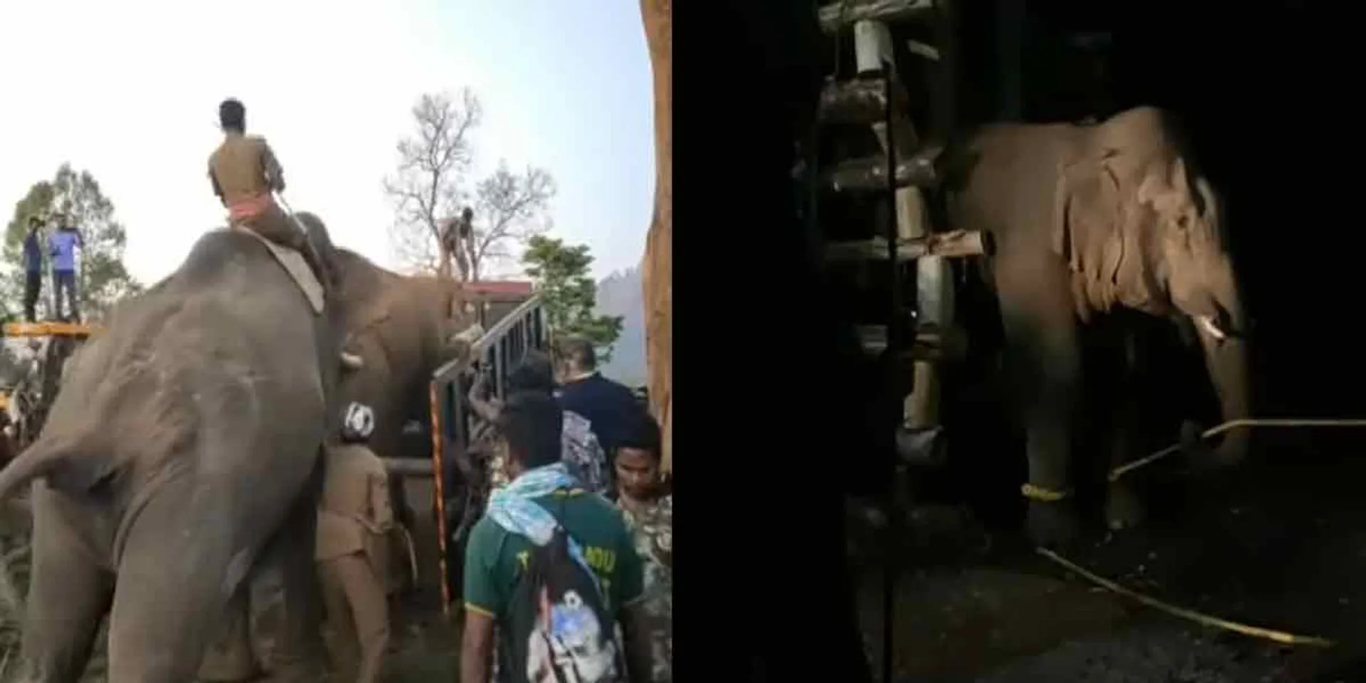  5 Kumki elephants .. 7 day struggle ... broken horn Shankar!