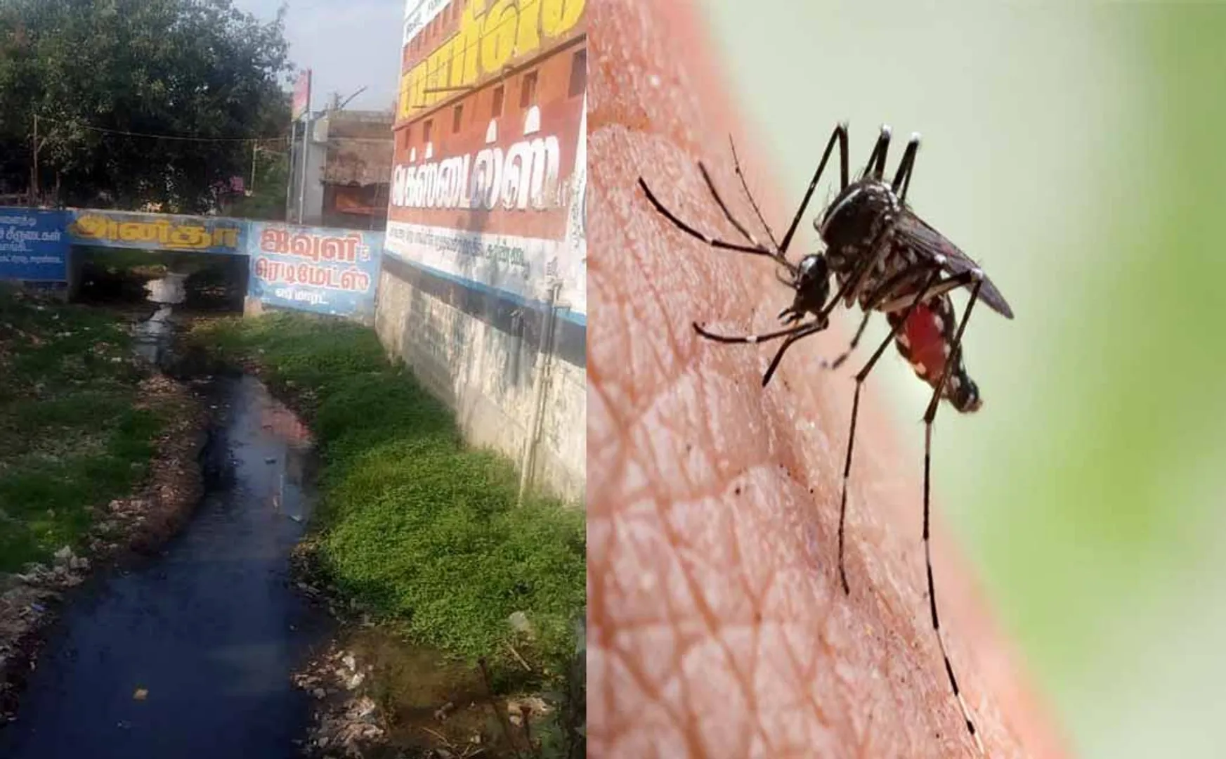 TENKASI DISTRICT DENGUE MOSQUITO PEOPLES HOSPITAL 