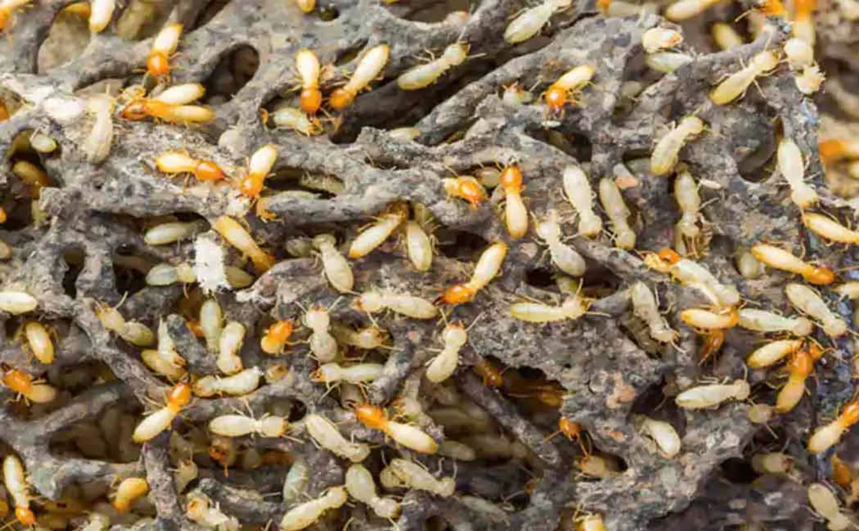MONEY EATEN BY TERMITES