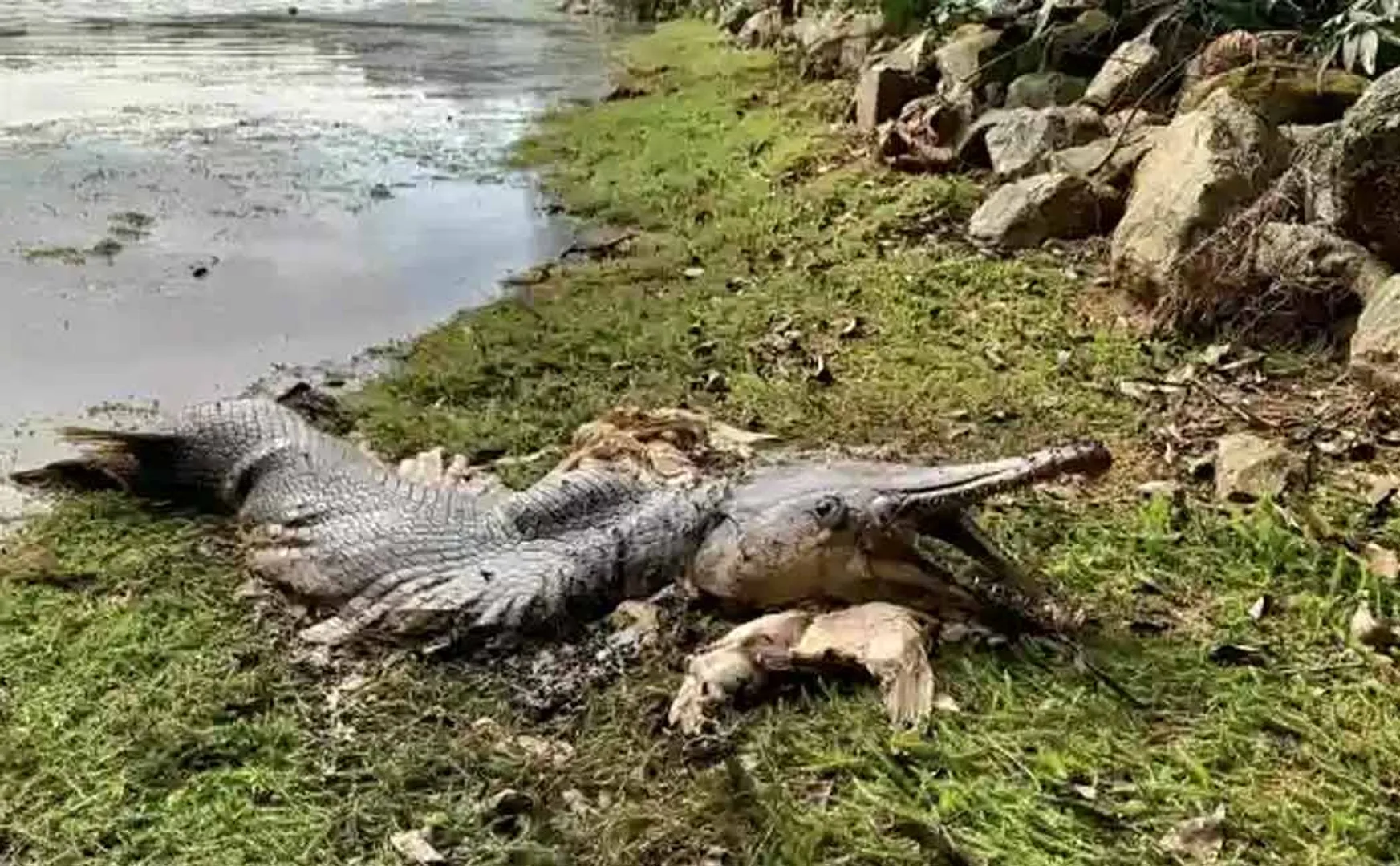 GAR