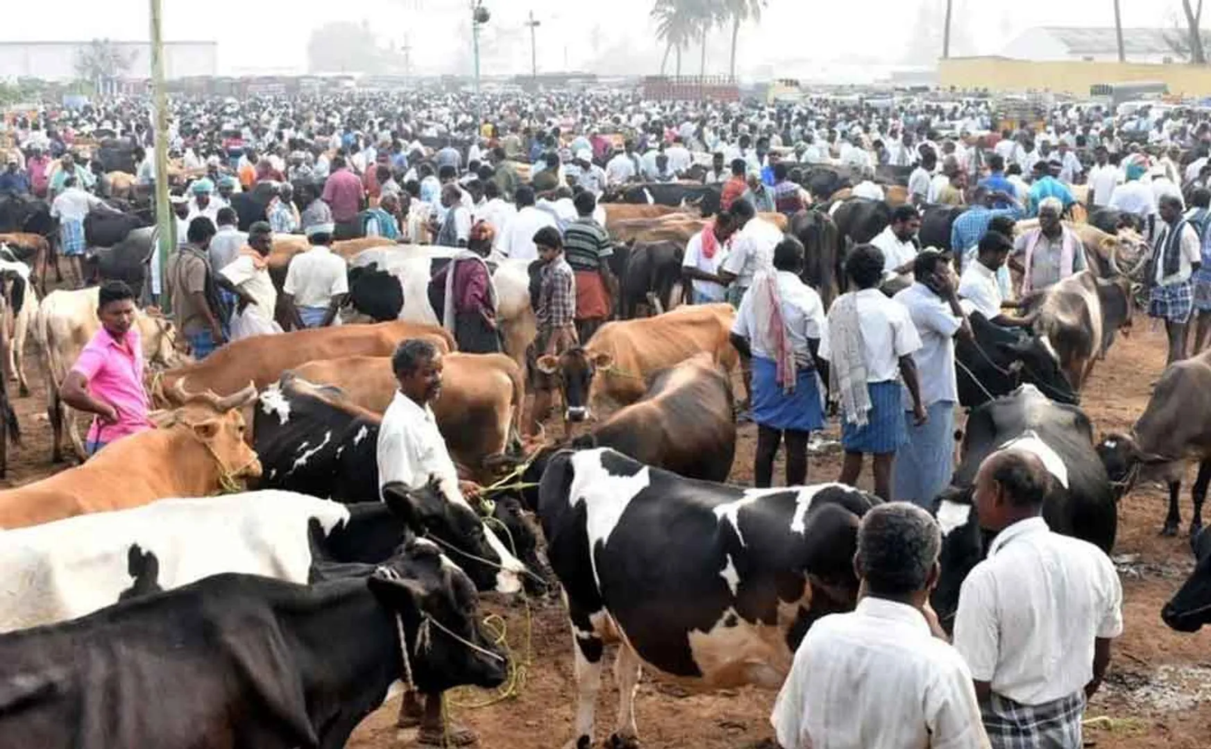 Famous cattle trade slowed down by second wave of Corona 