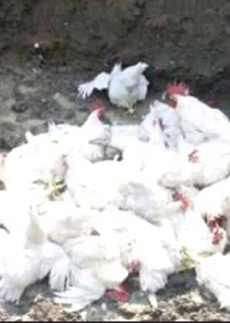 /idhalgal/general-knowledge/full-details-new-bird-flu