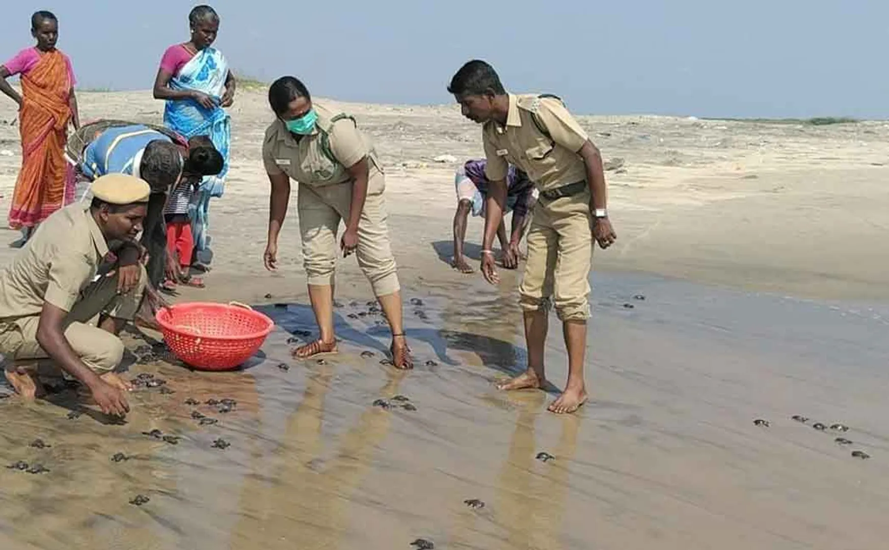 672 sea turtle chicks released in Pichavaram sea