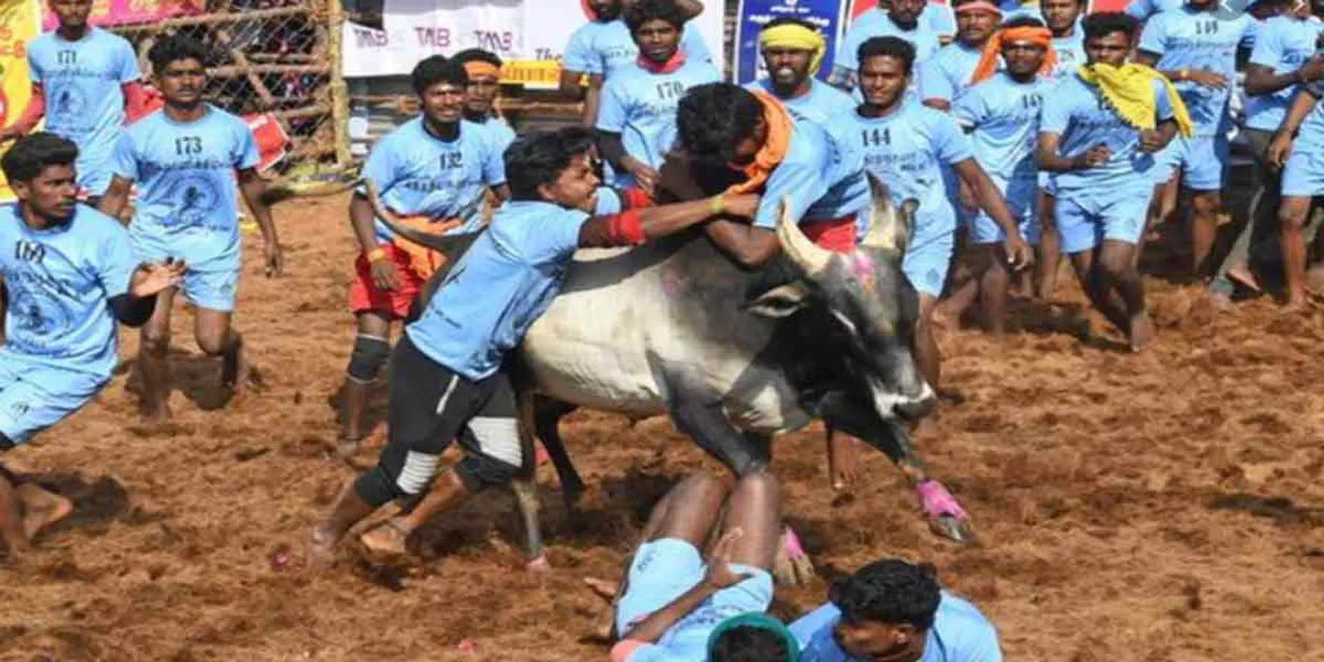 Corona spread ... Jallikkattu restricted