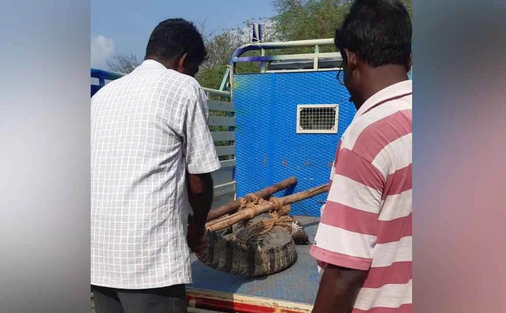Crocodile on the bank of the irrigation canal Farmers, the public ran screaming 