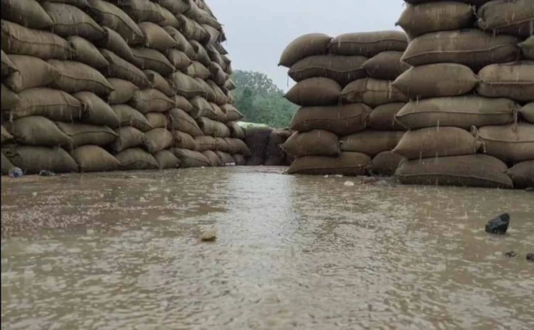Purchased paddy bundles soaked in rain