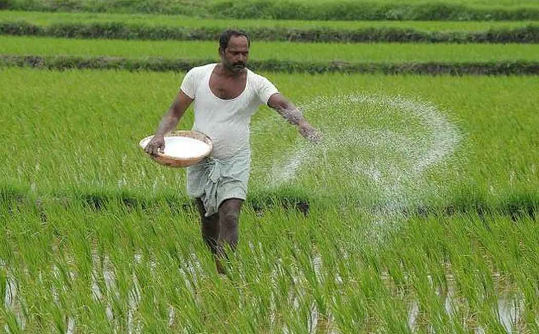 Farmers struggle in the field condemning the rise in fertilizer prices