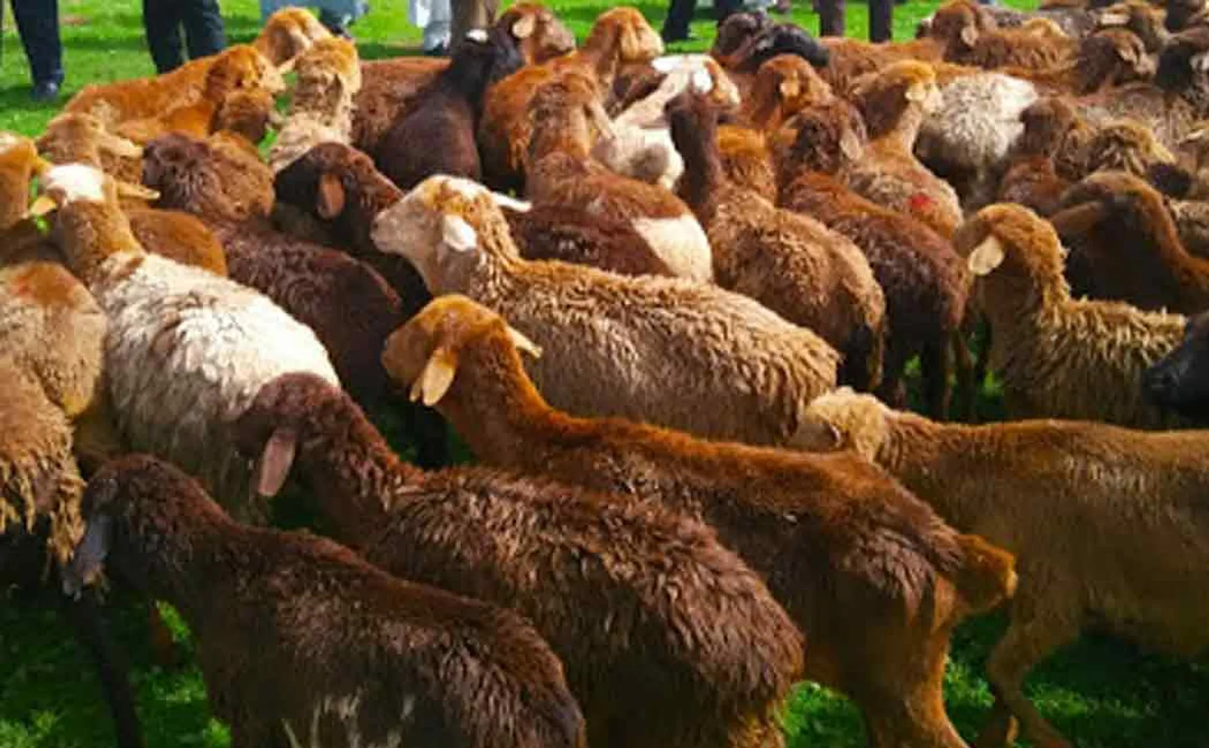 Farmers grazing sheep and goats in the fields ..!