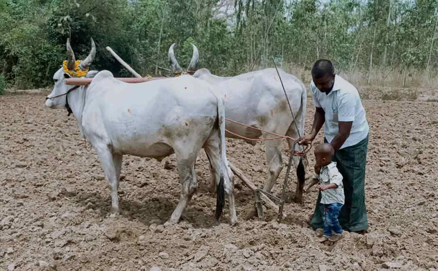 Chithra month puthukottai farmers celebration 