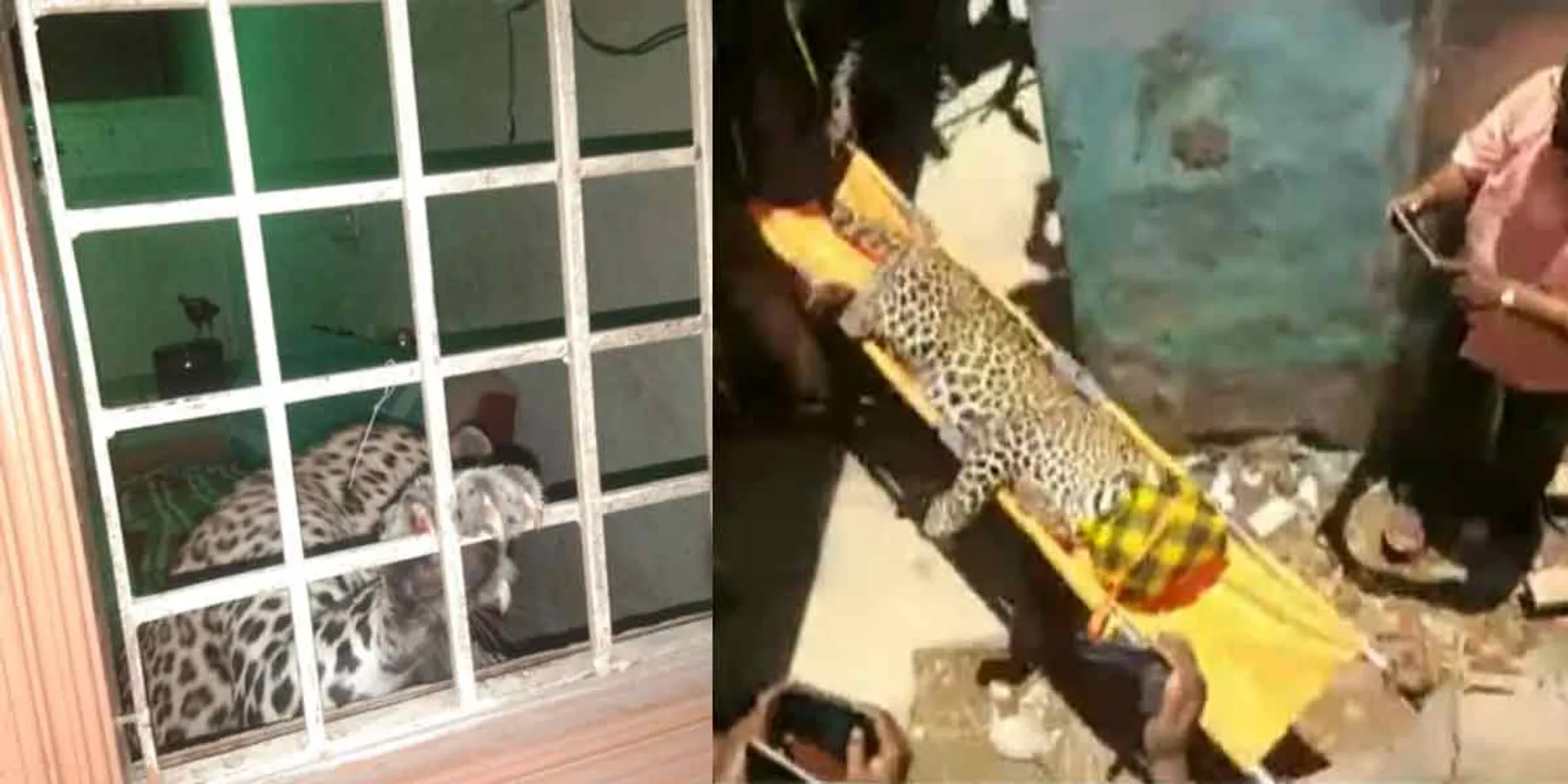 The forest department that snatched the leopard by remote car ... a crowd of people!