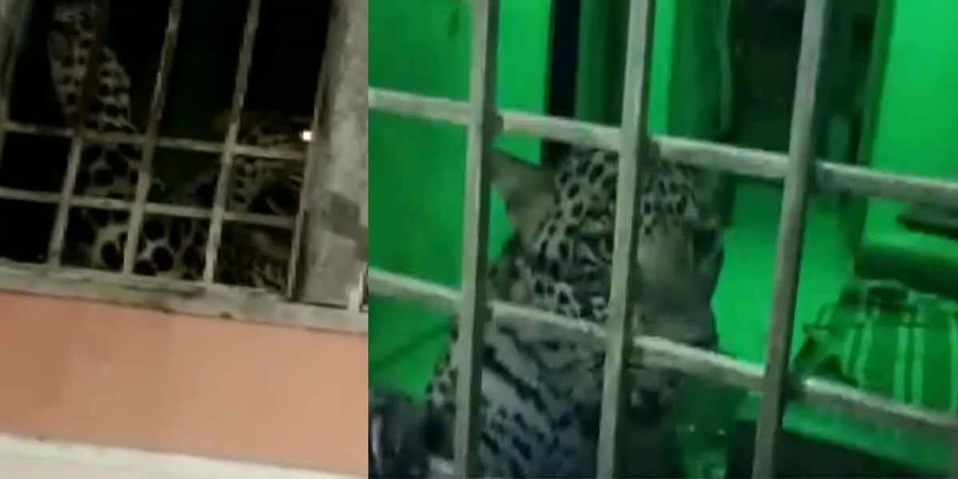 The leopard that attacked the house at midnight ... excitement in Vellore!