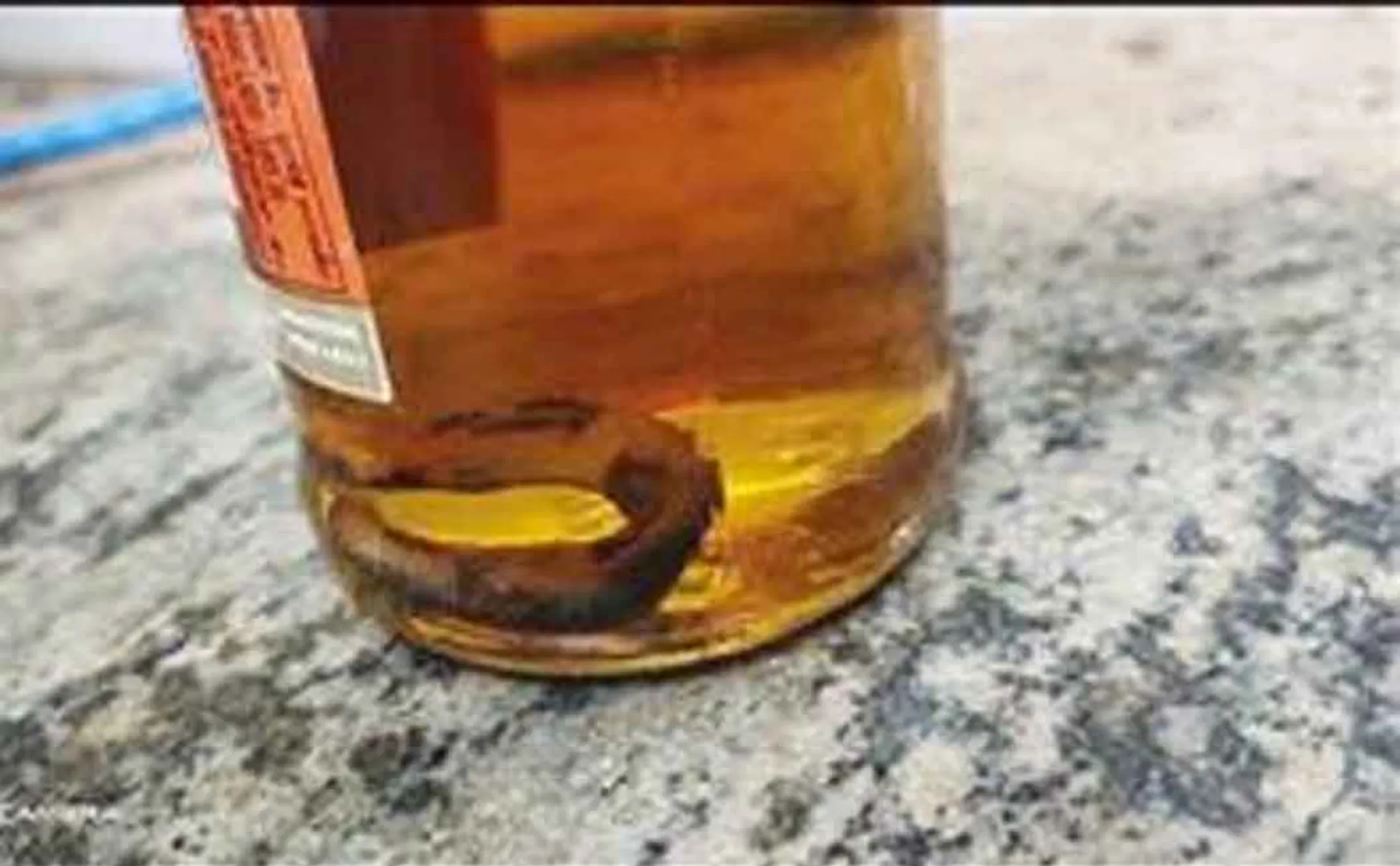 small snake inside tasmac wine bottle