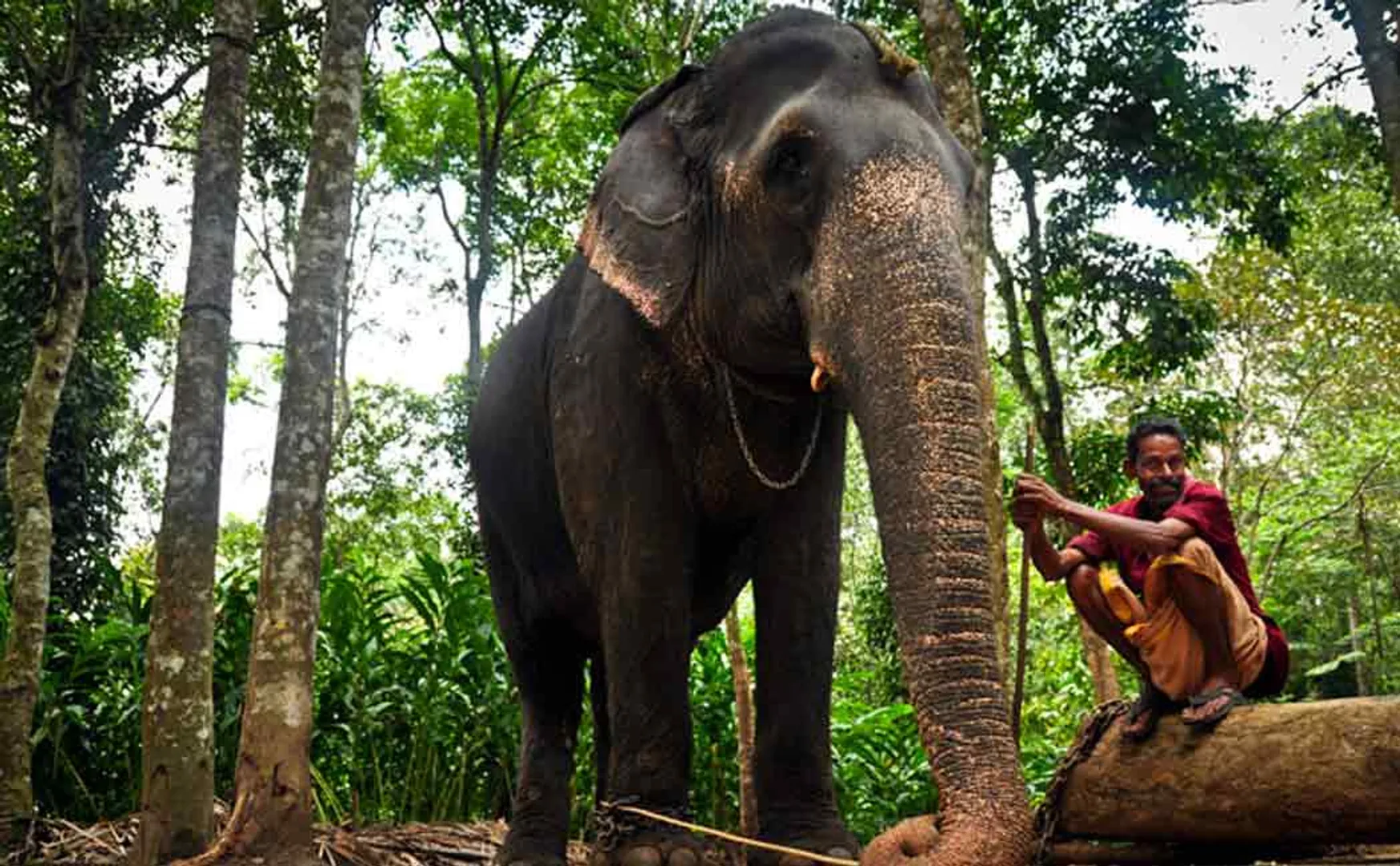 "Elephants must be treated humanely." - High Court advice