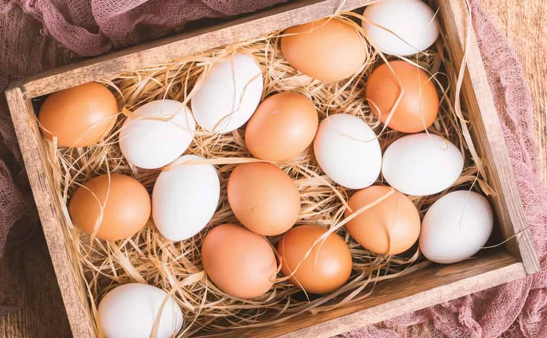 starting point of tapco and egg supply privatization in tamilnadu
