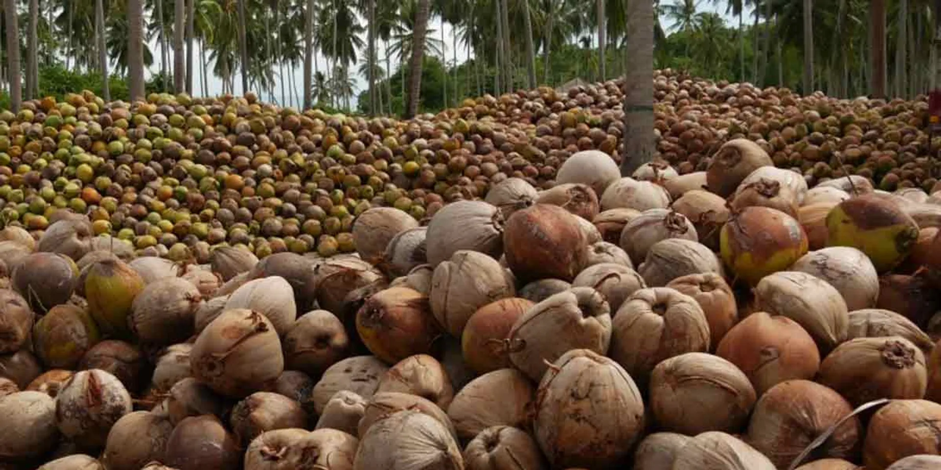  Coconut growers facing continuous decline ...