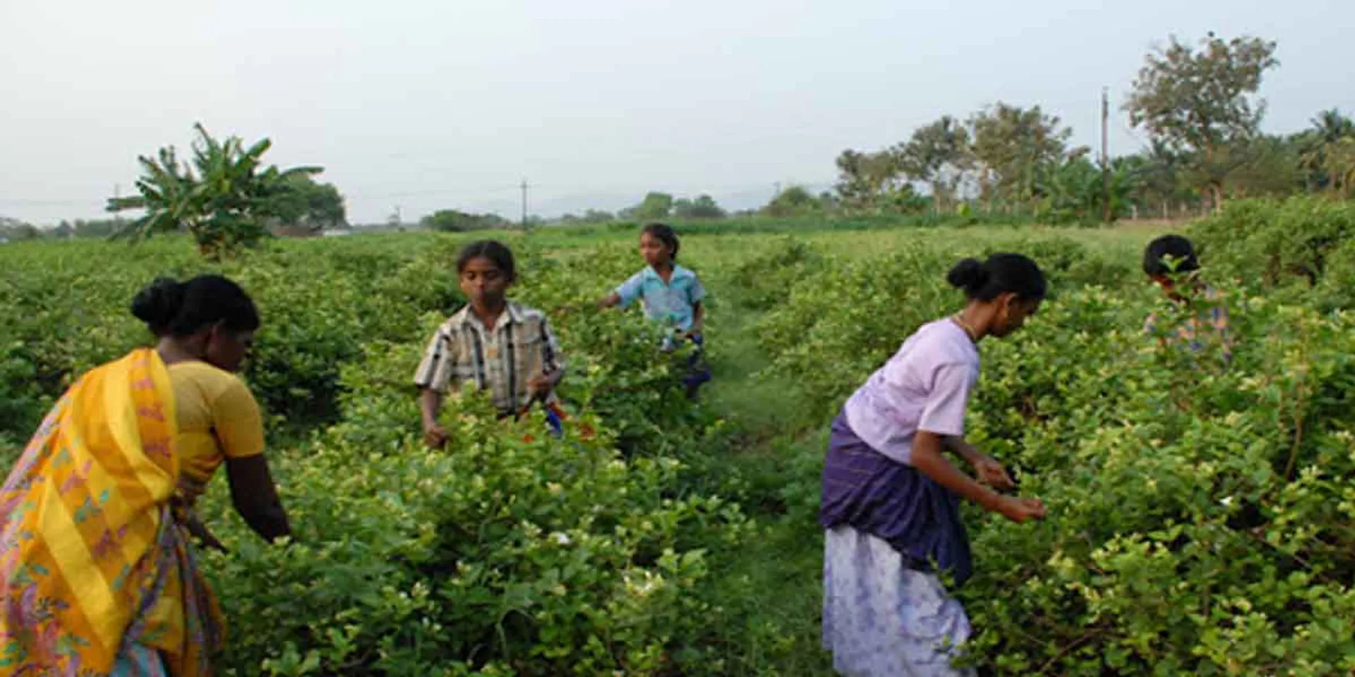 Mullaipoo sale crippled by curfew ... Farmers in pain!