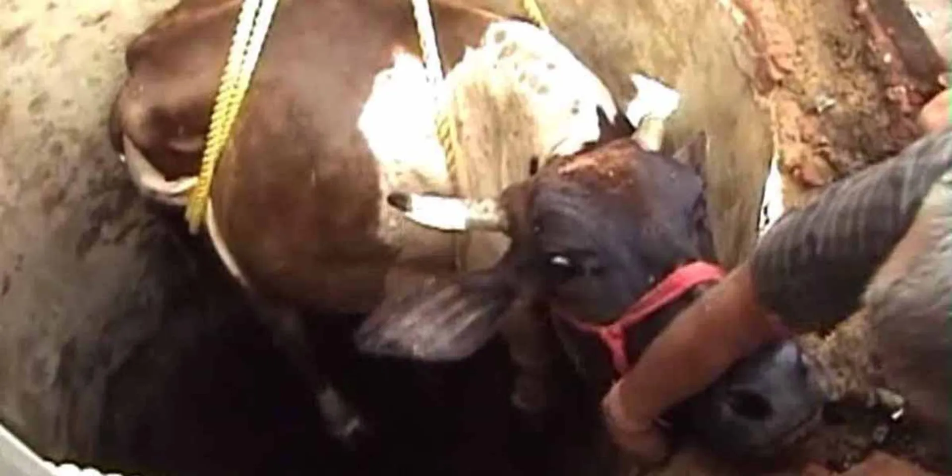 cow incident in thiruchy 