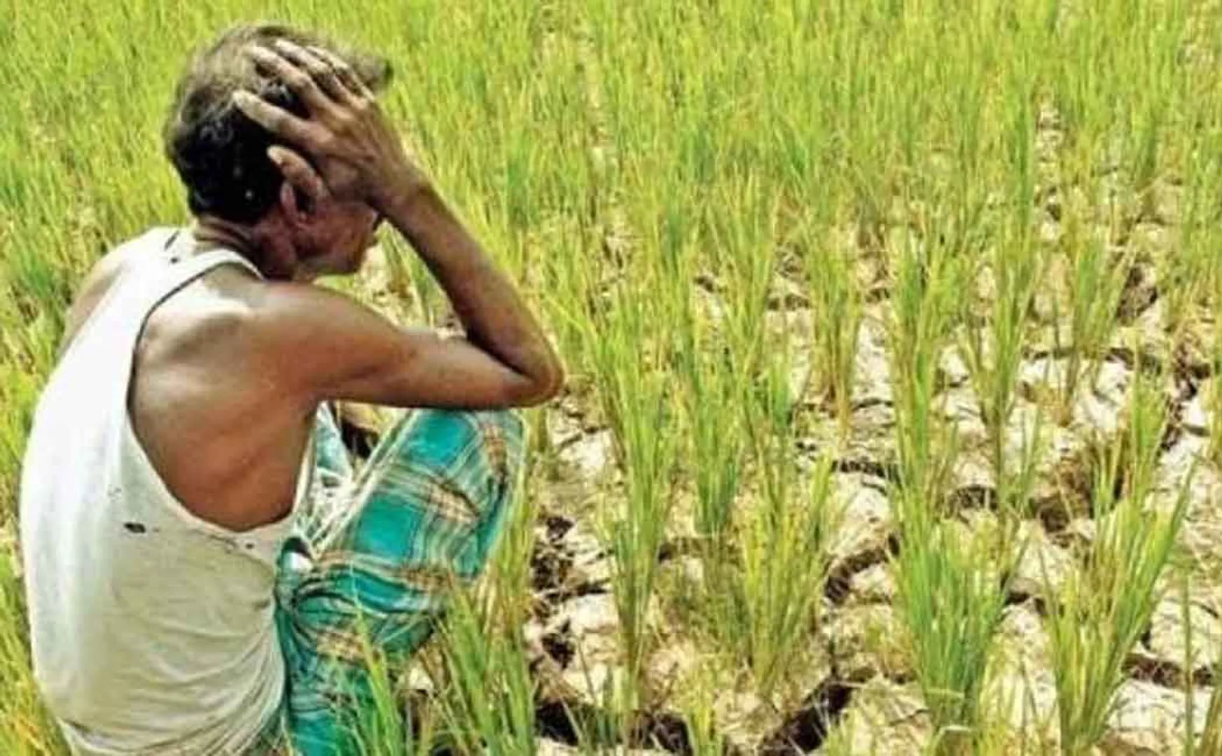 Farmers who do not know the way to live due to bad conditions 