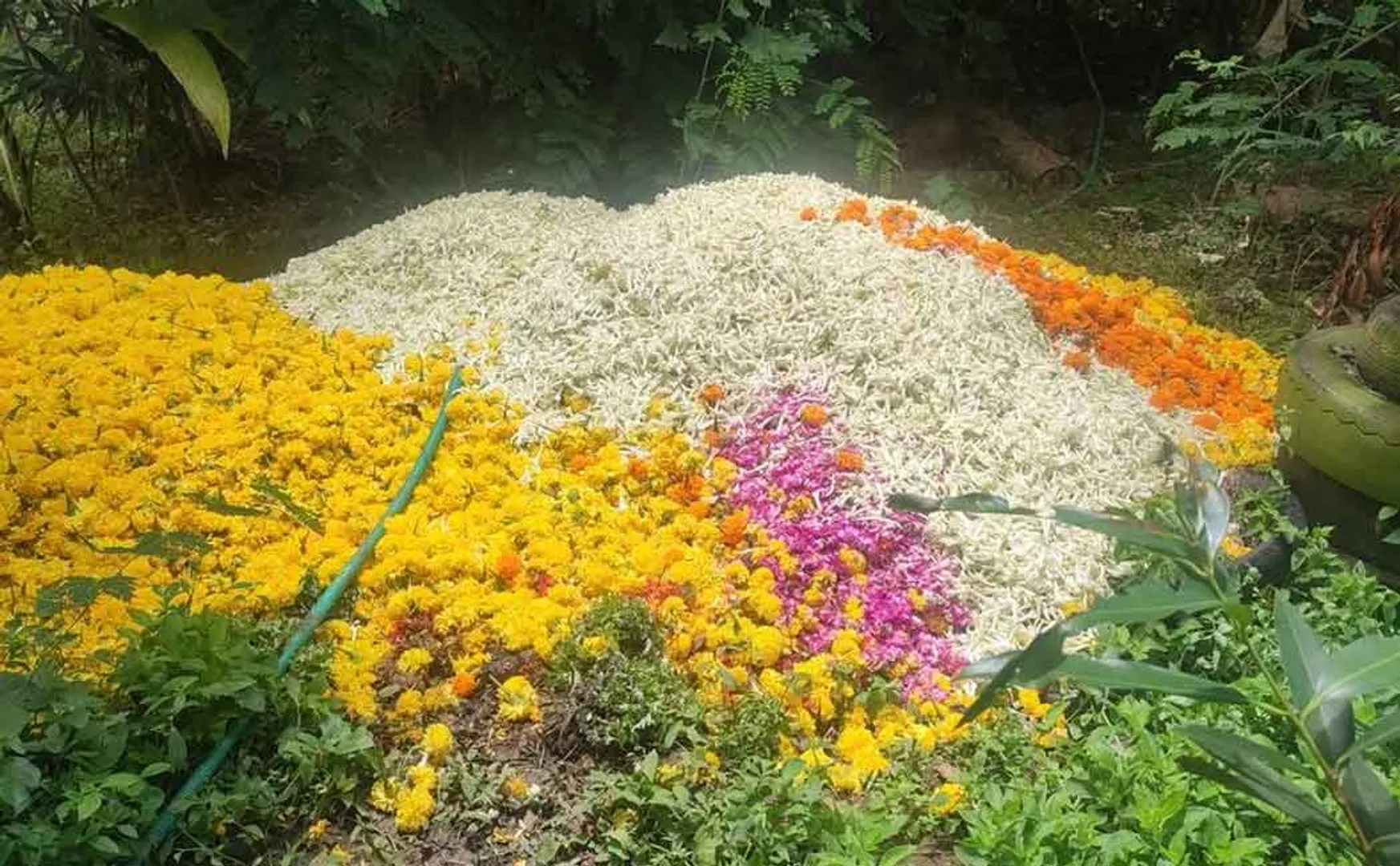 Flower commission shops closed due to Corona spread .... Tons of flowers are in danger of withering on the plant