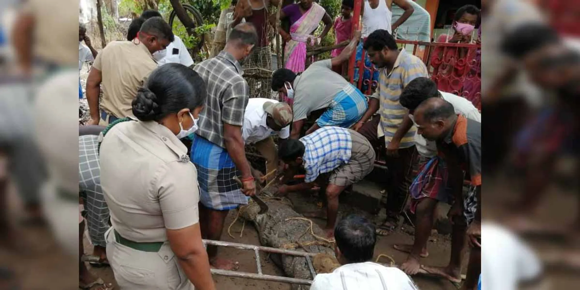 12 feet long crocodile caught in a pond near Chidambaram