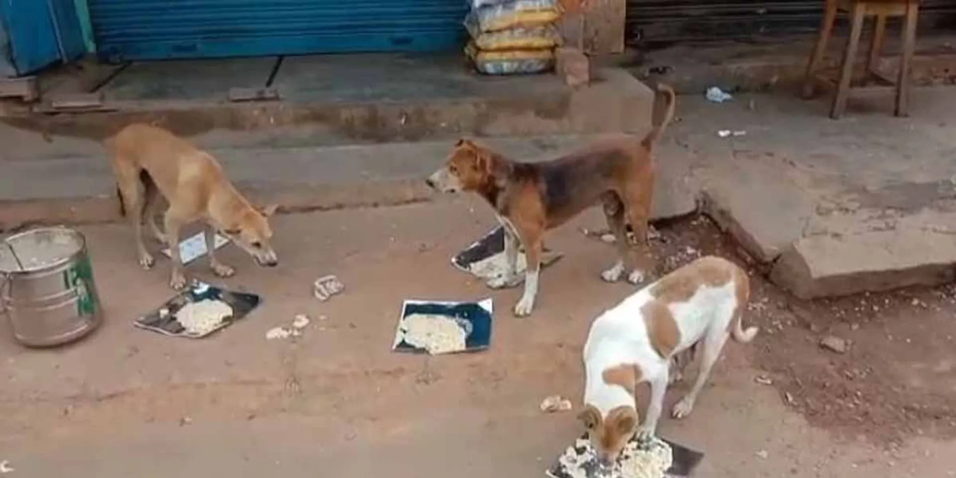 '' Street dogs starving in curfew '' - Court order appointing committee