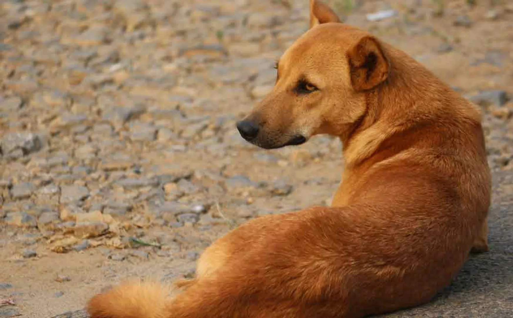 Two arrested near cuddalore for dog hunting 