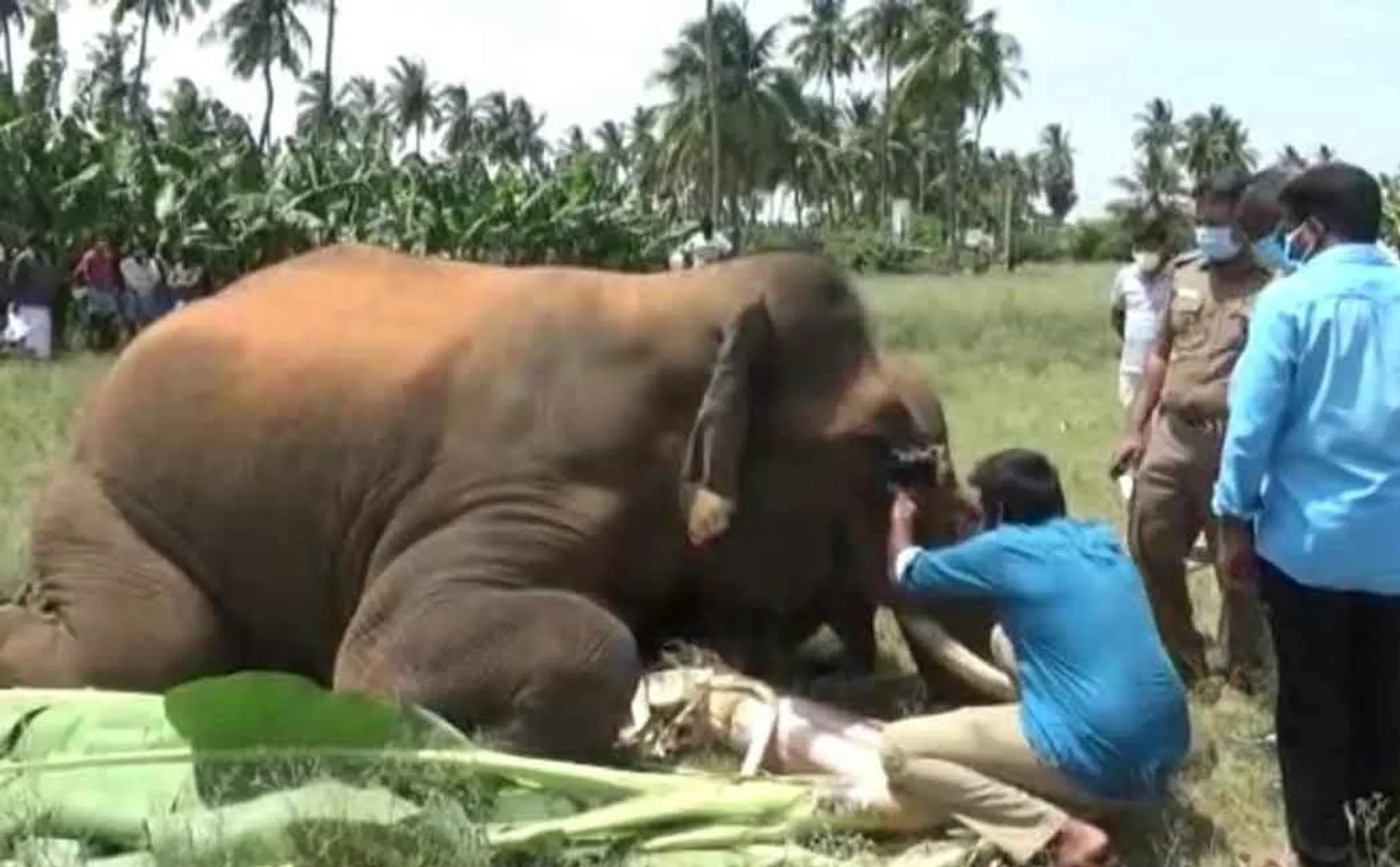 High voltage electricity in the safety fence; Death of elephants in the hills
