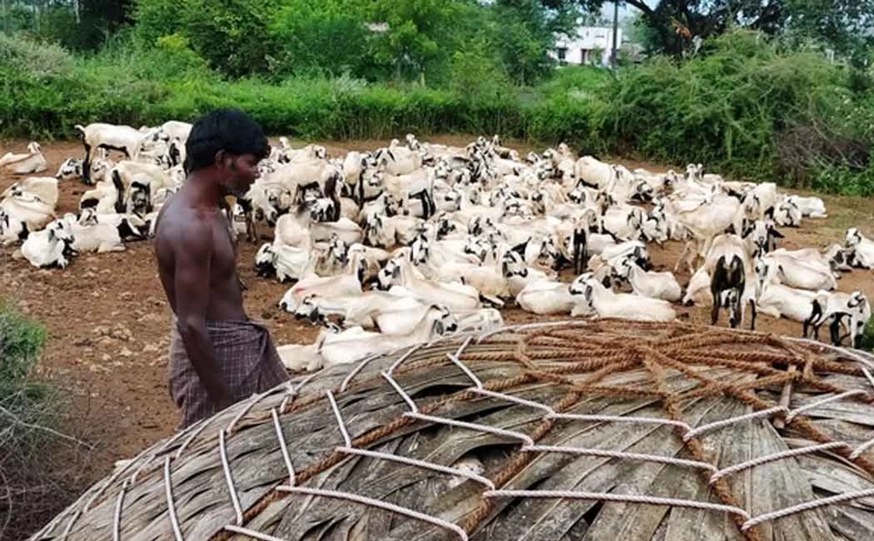 ‘A series of deaths of goats stuffed in a bar, will the mysterious animal not move?’ - Farmers in agony