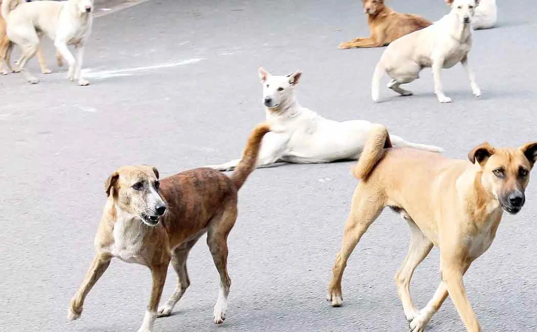High court orders government  to feed street dogs