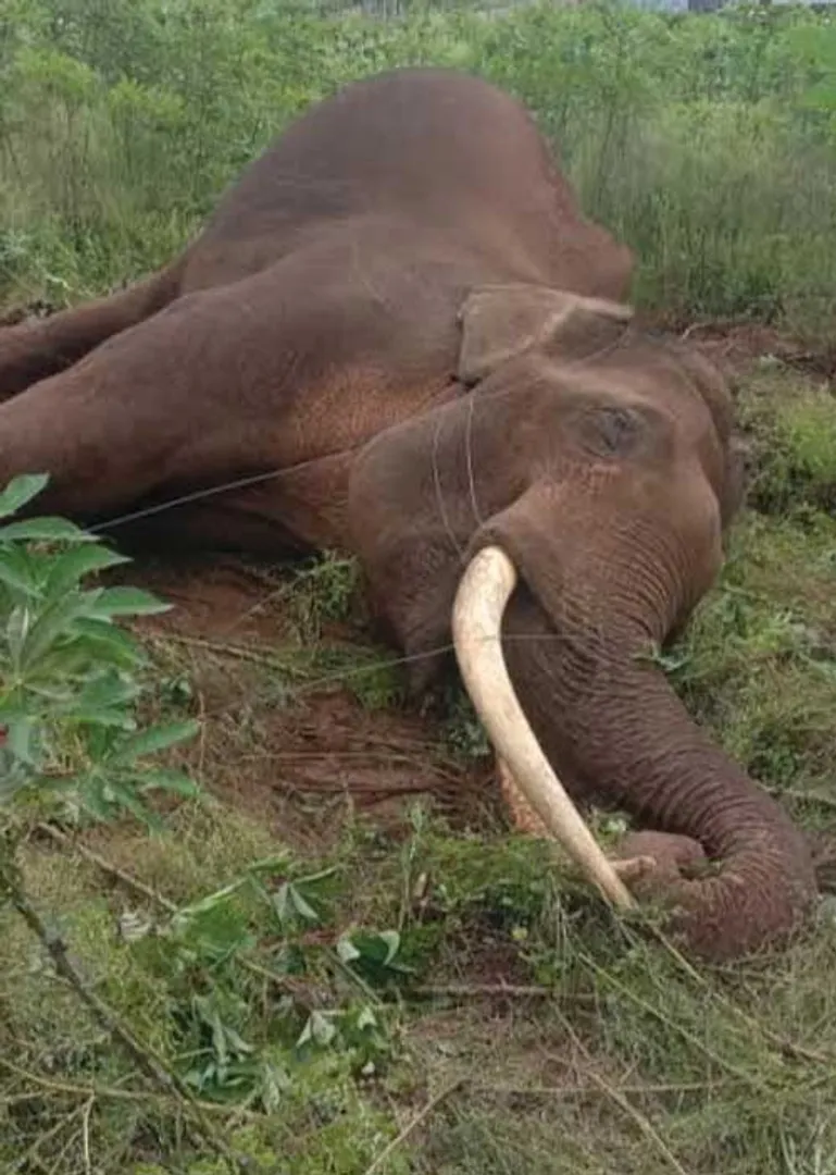 elephant