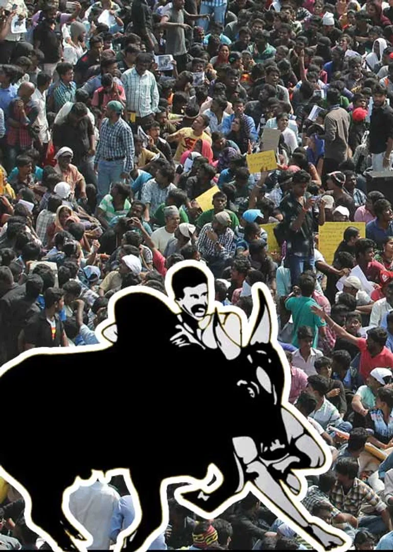 jallikattu