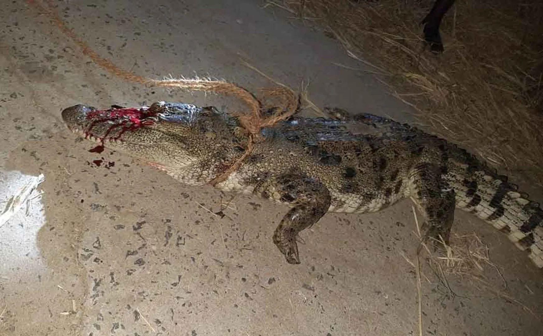 Forest department rescues crocodile