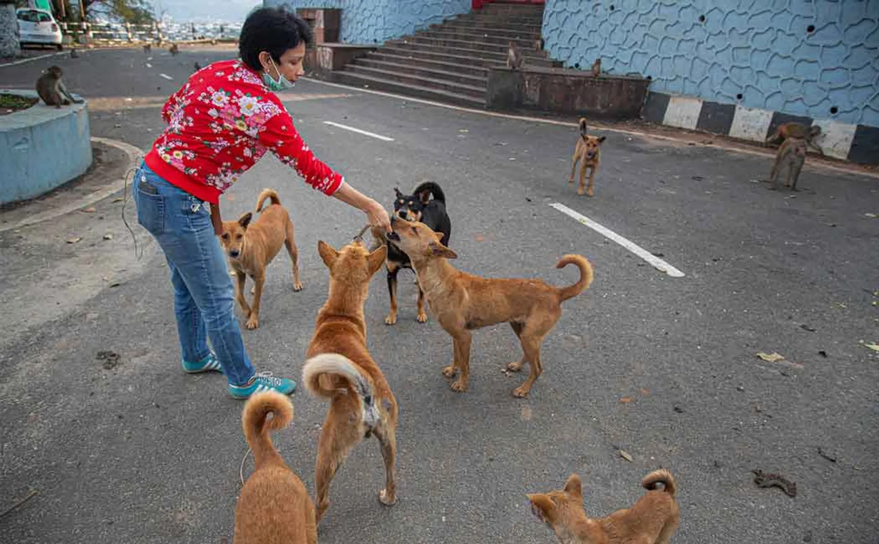 "Private companies should come forward to feed the animals" - High Court insists