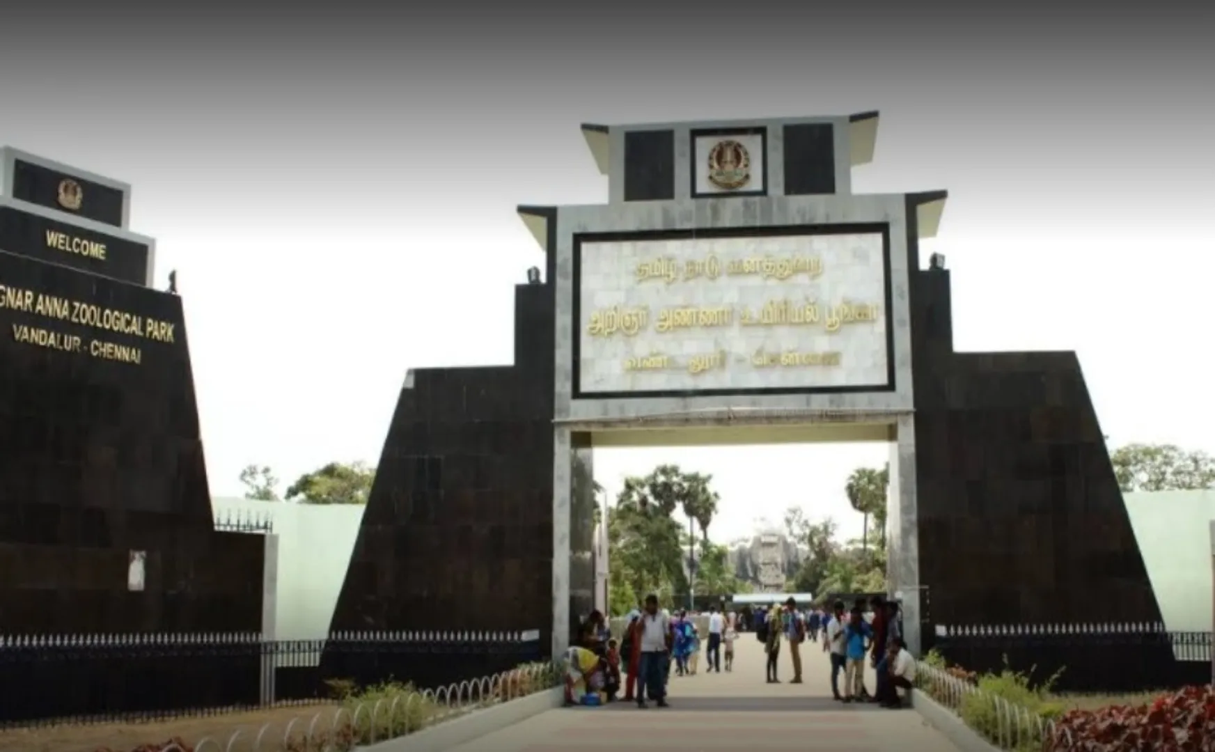 vandalur zoo lions test for covid positive 