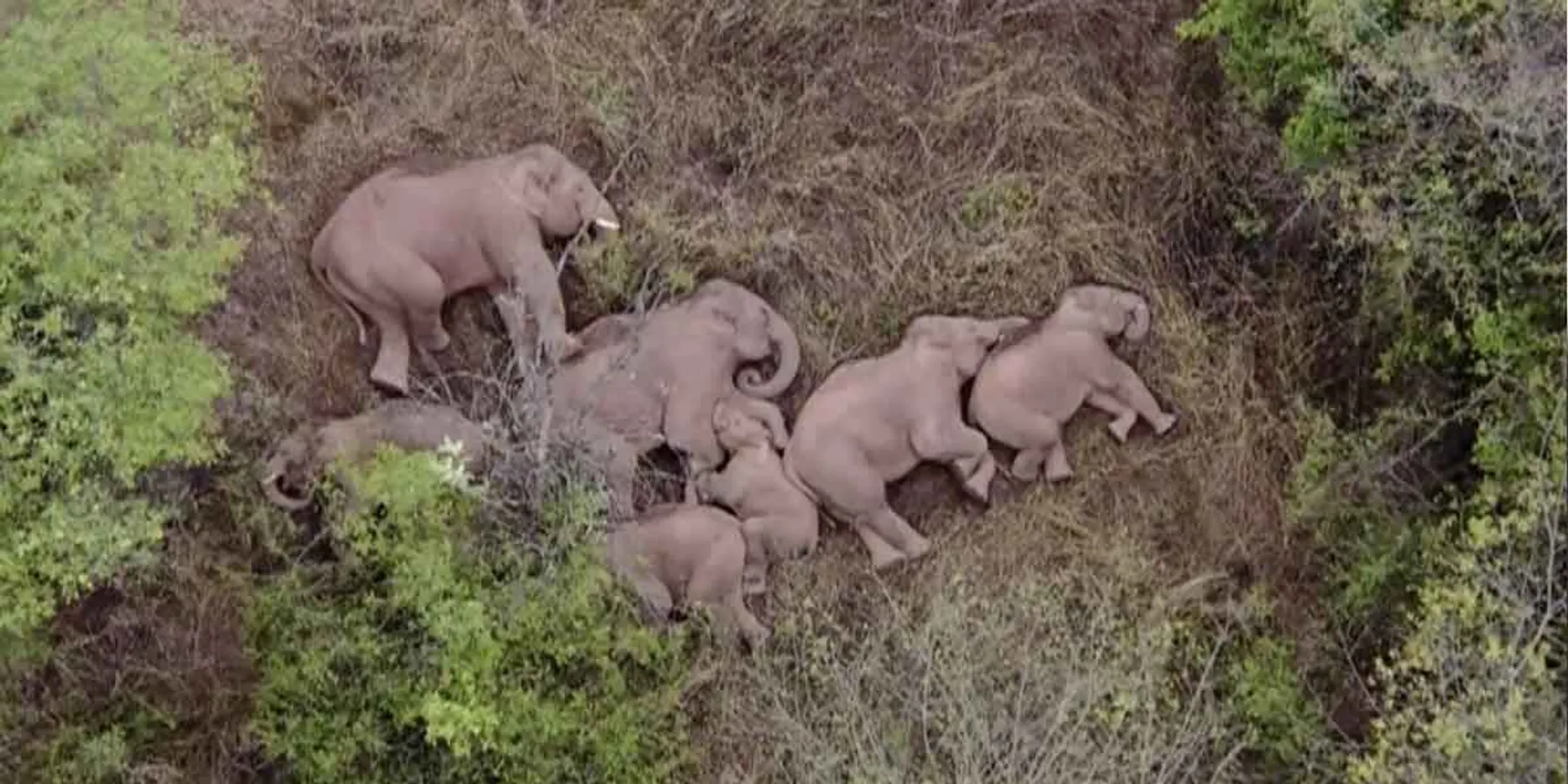 500 km journey ... the world's most talked about migratory elephant herd
