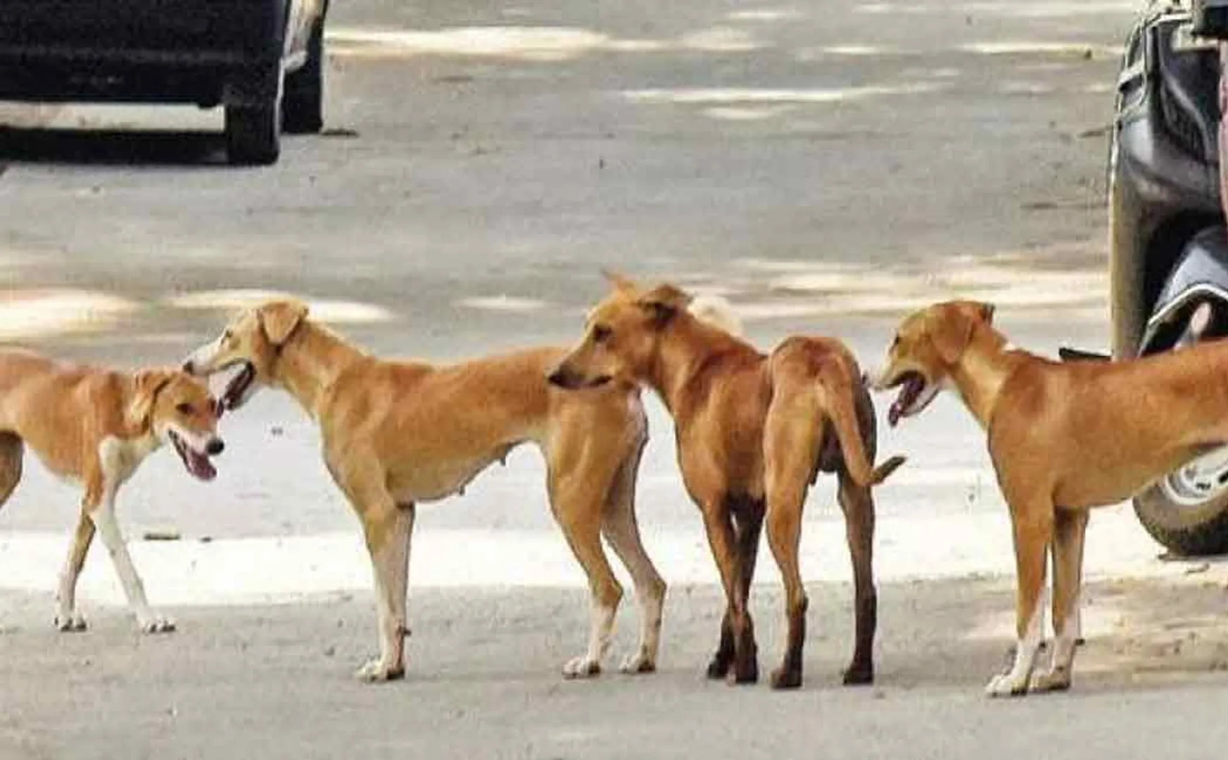 The purpose of the case filed against the victims of starvation of street animals has been fulfilled- High Court