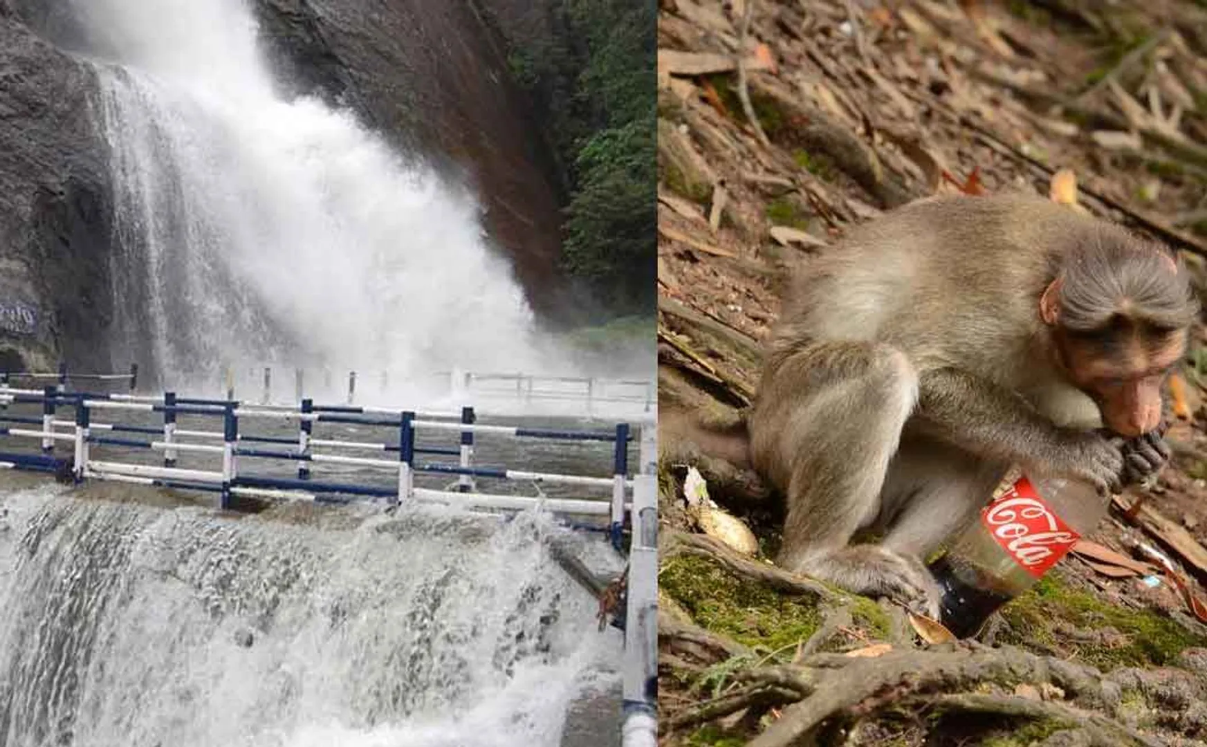 The desolate Courtallam Falls; The monkey who took Coca-Cola in his hand due to hunger